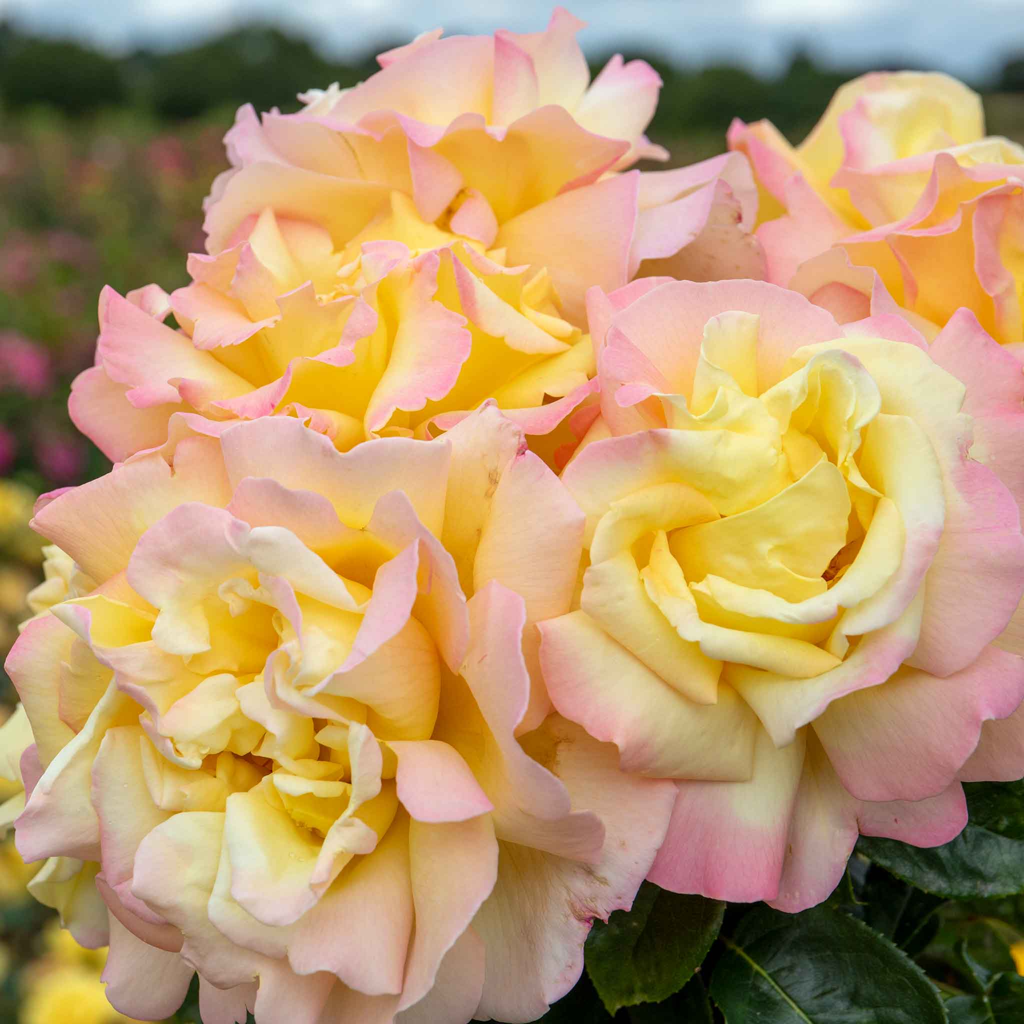 Rose ‘Peace’ (Hybrid Tea Rose) - Image 2