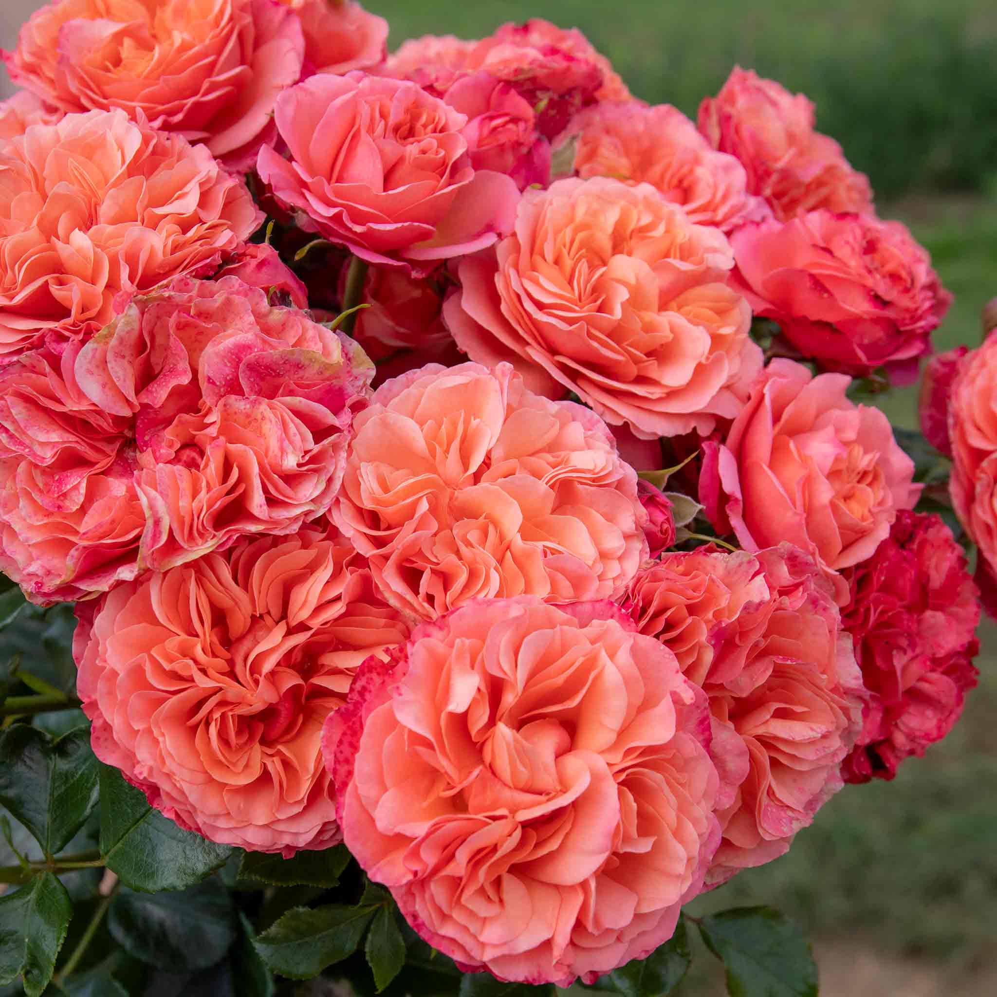 Rose ‘Coral Gardens’ ROTY 2026 (Floribunda Rose) - Image 6