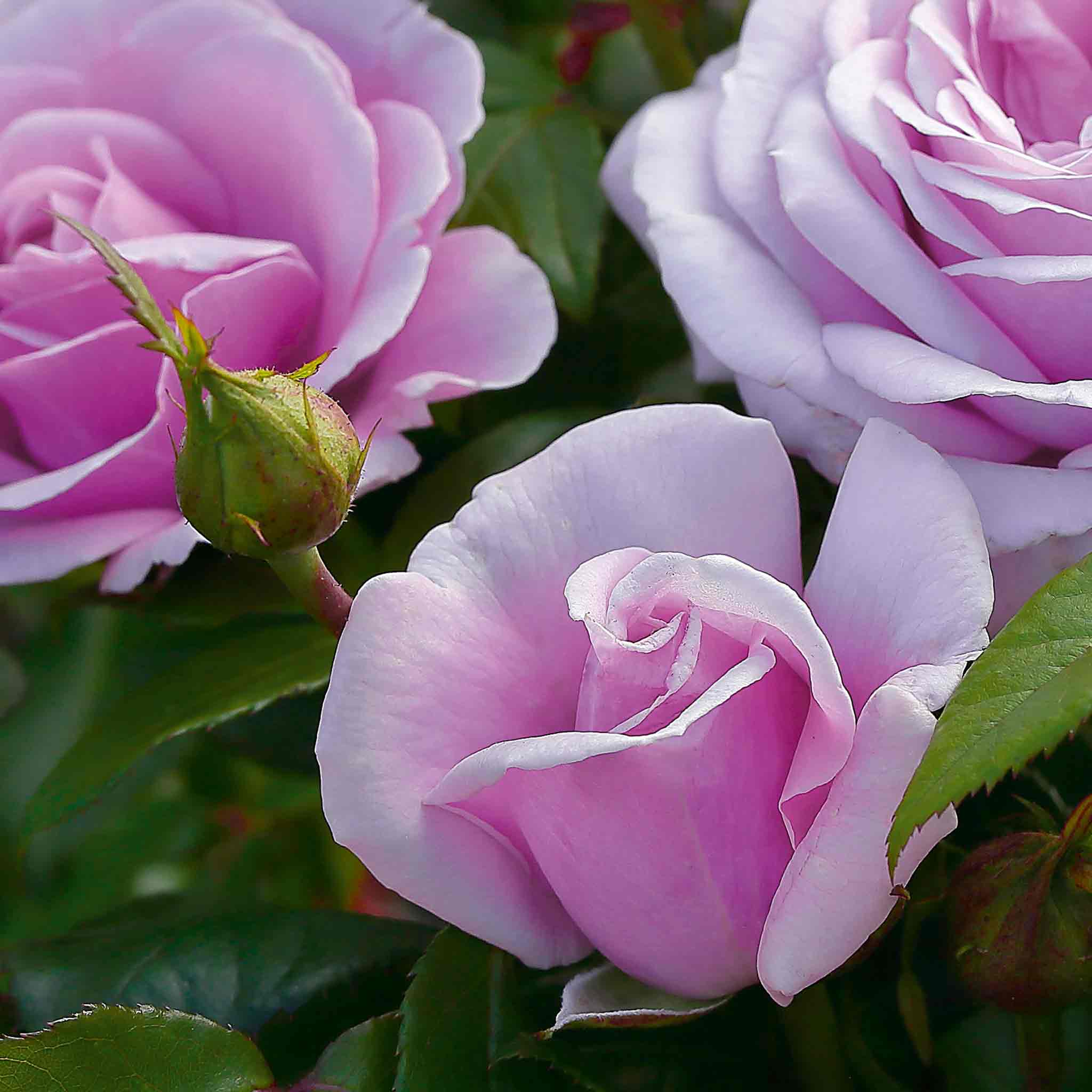 Rose ‘Hopes and Dreams’ (Hybrid Tea Rose) - Image 3
