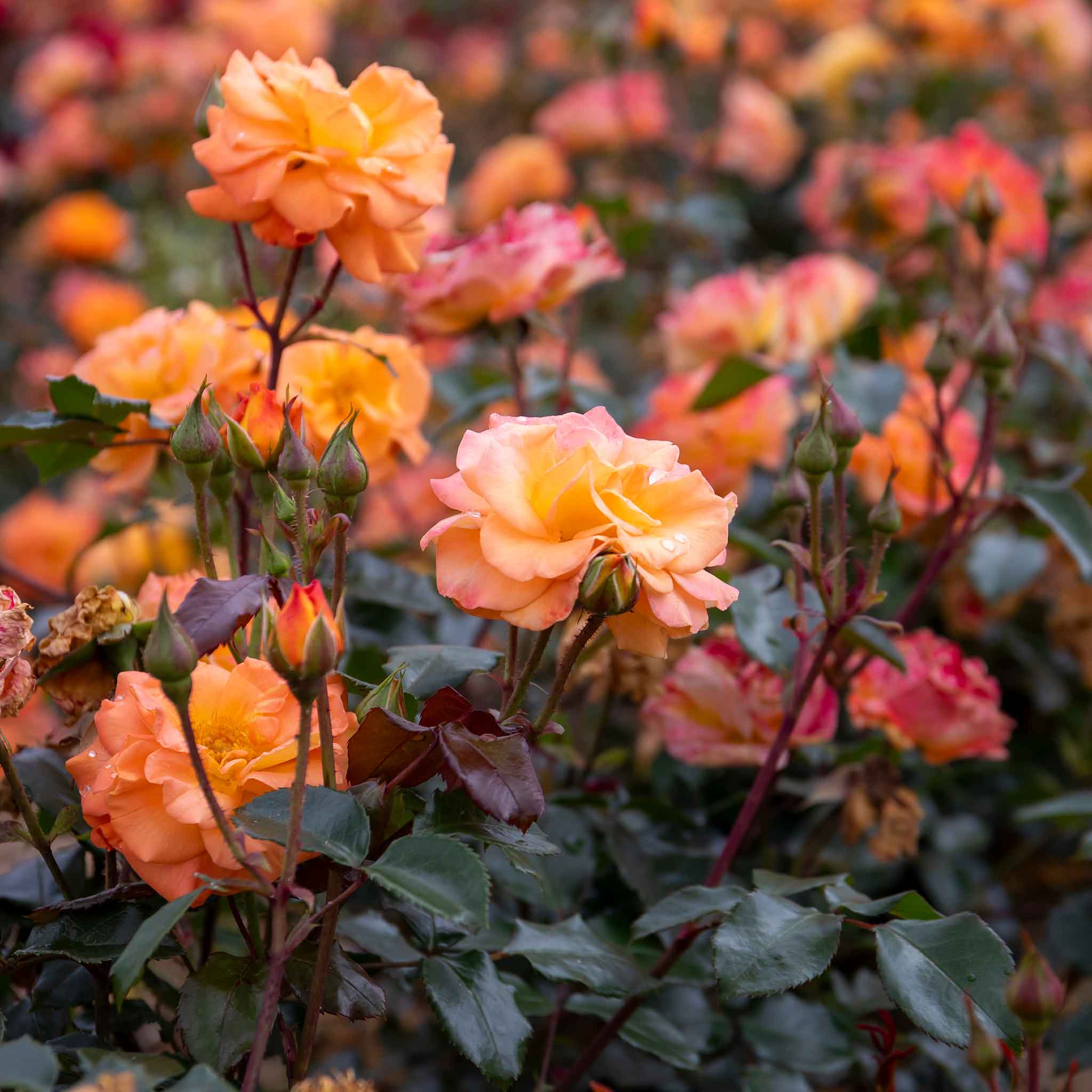 Rose ‘Precious Amber’ (Floribunda Rose) - Image 4
