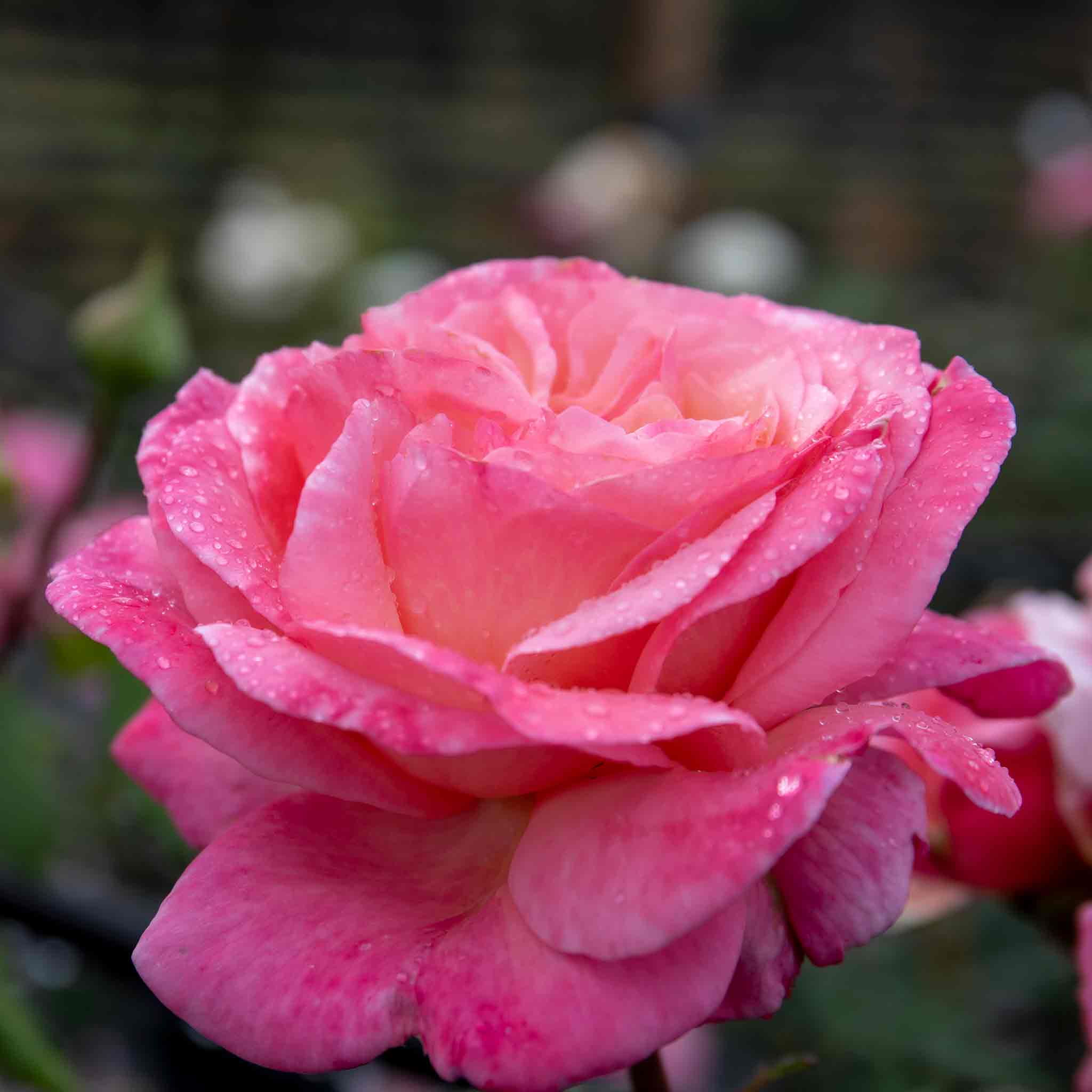 Rose ‘Sweet Romantica’ (Hybrid Tea Rose) - Image 10