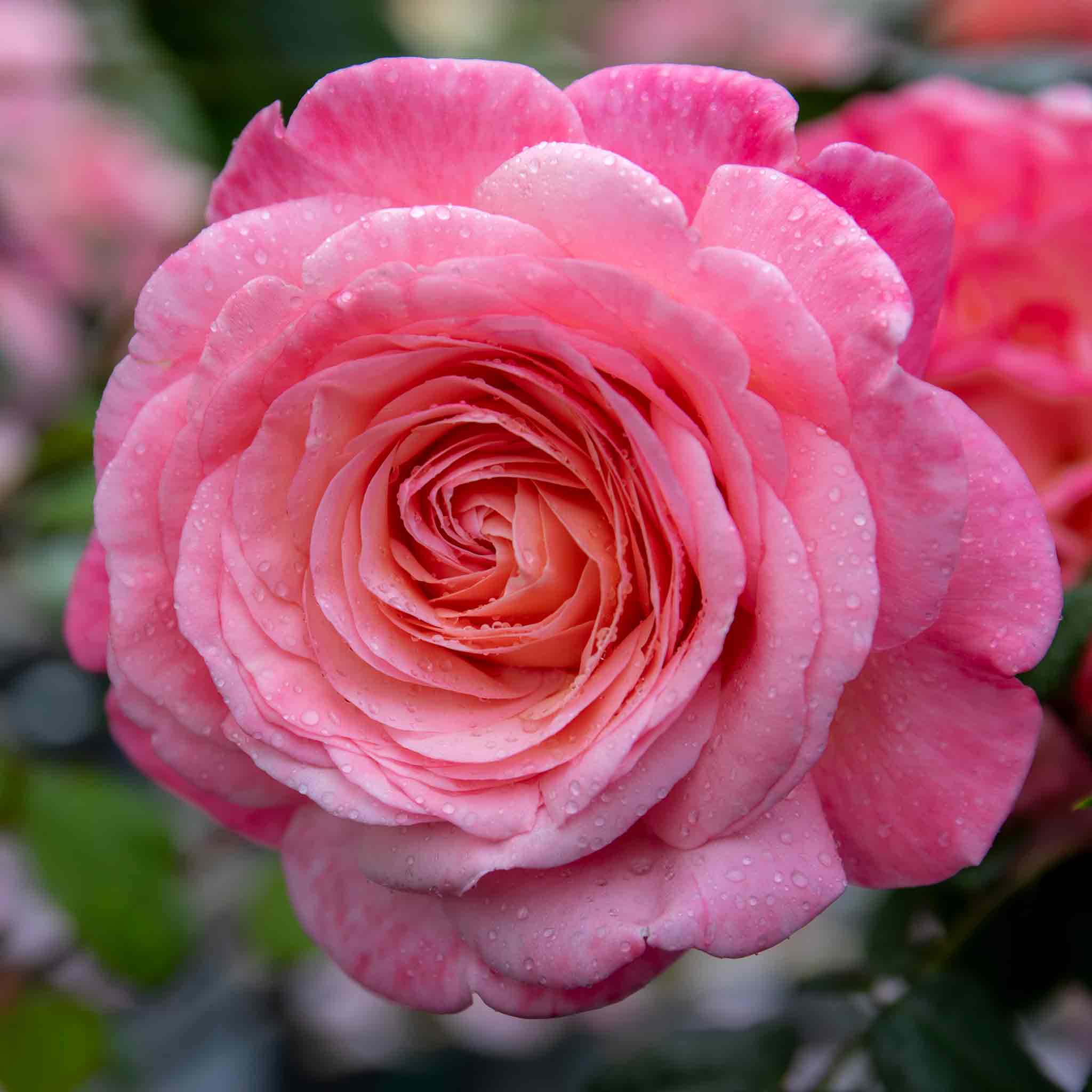 Rose ‘Sweet Romantica’ (Hybrid Tea Rose) - Image 3