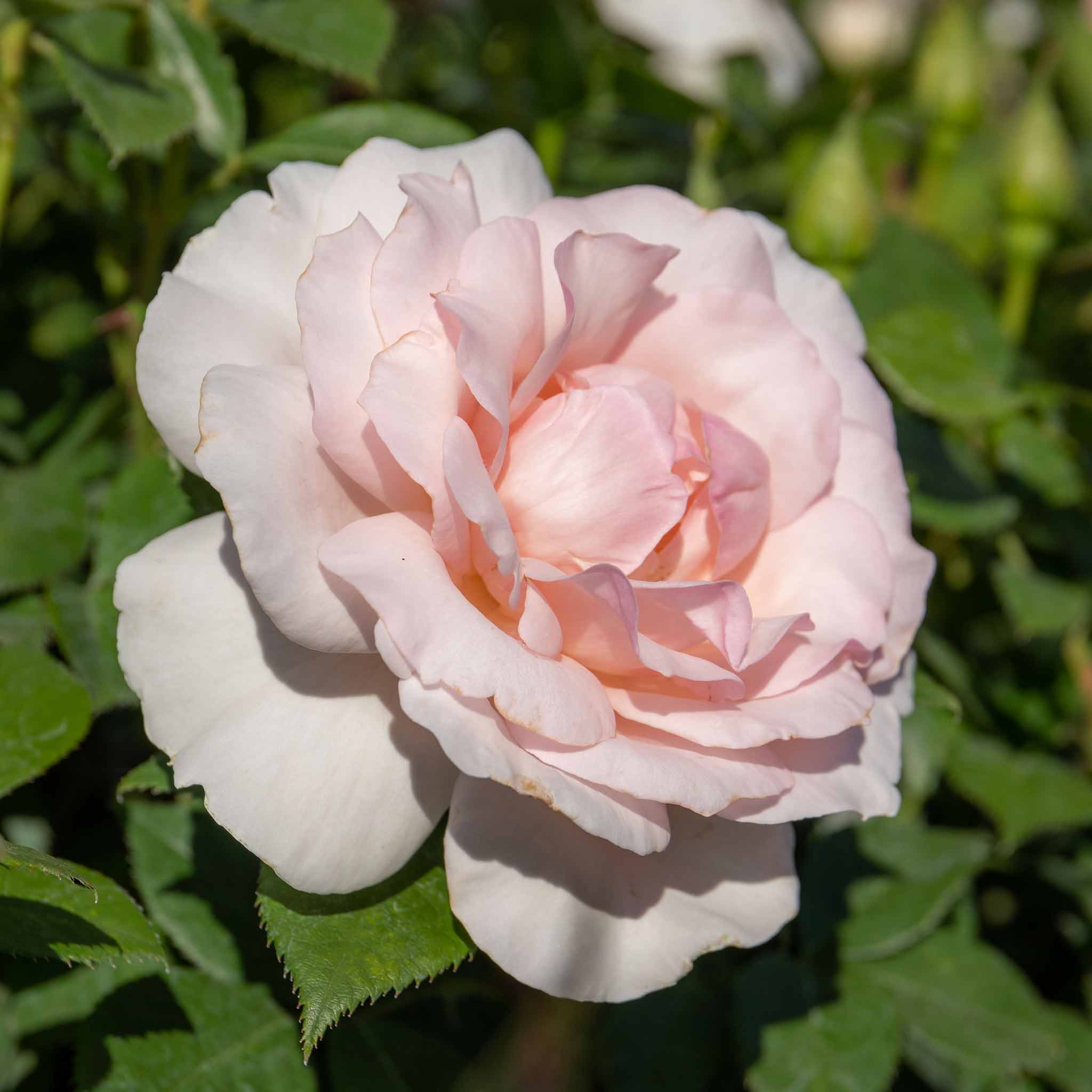 Rose ‘Whiter Shade of Pale’ (Hybrid Tea Rose) - Image 7