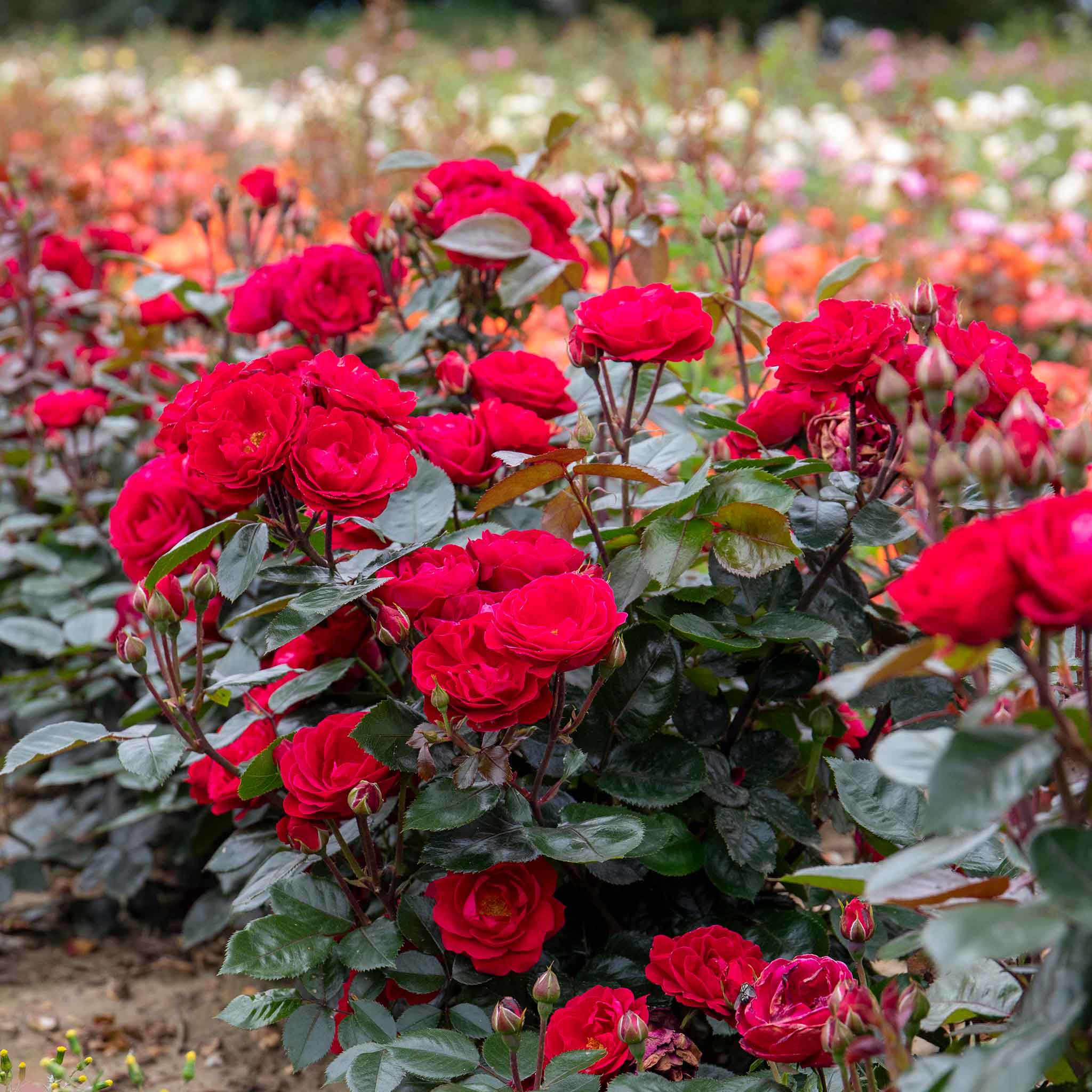 Rose ‘Precious Ruby’ (Floribunda Rose) - Image 4