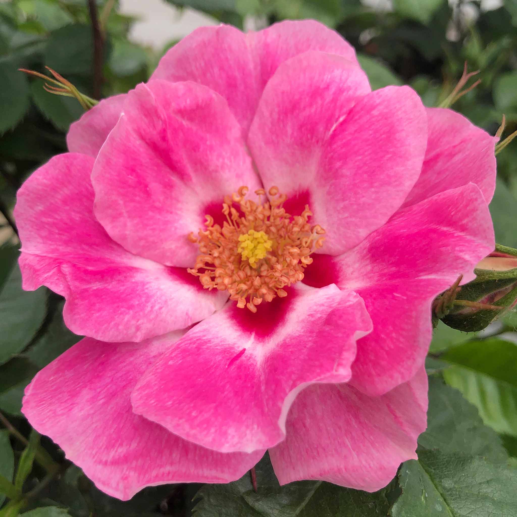 Rose ‘SEE YOU in Rosé’ (Floribunda Rose)