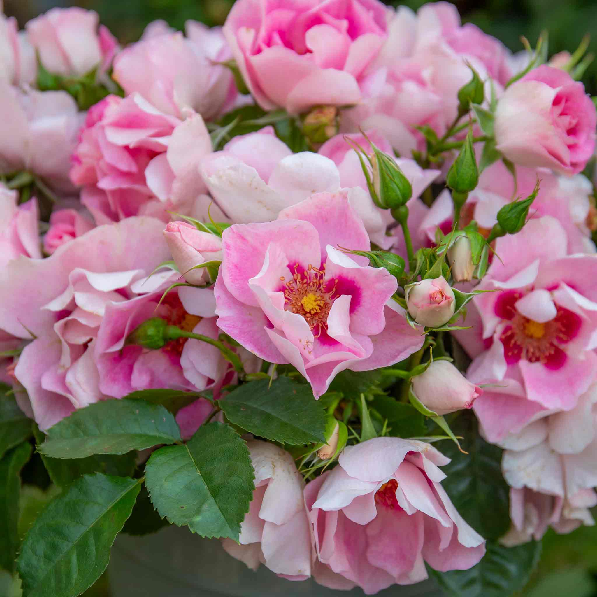 Rose ‘SEE YOU in Rosé’ (Floribunda Rose) - Image 3