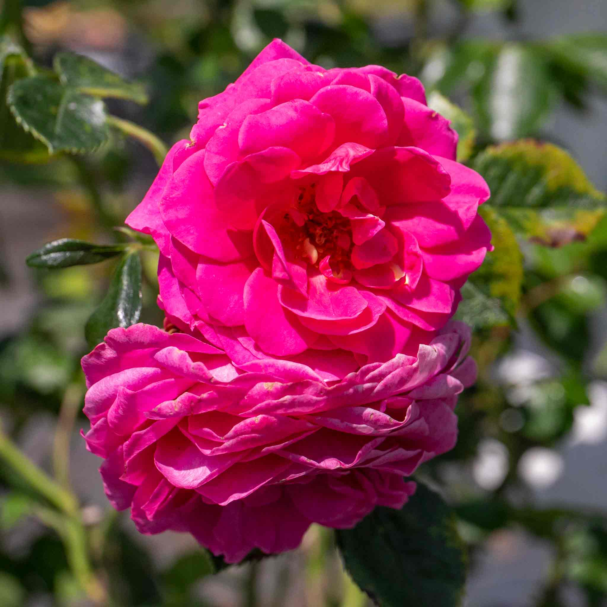 Rose ‘Starlight Express’ (Climbing Rose) - Image 3