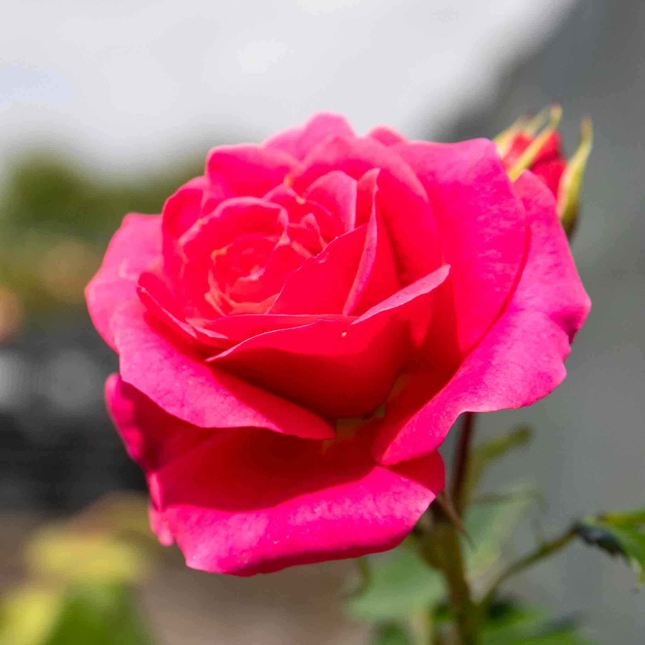 Rose ‘Starlight Express’ (Climbing Rose) - Image 4