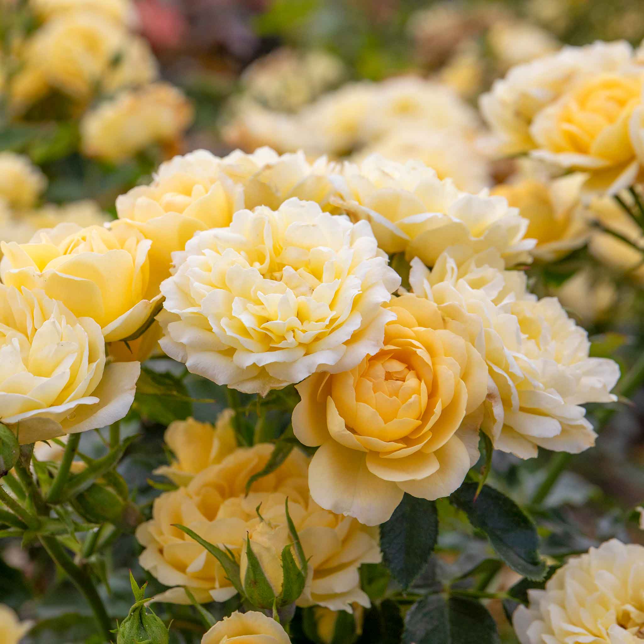 Rose ‘Sweet Memories’ (Patio Rose) - Image 3