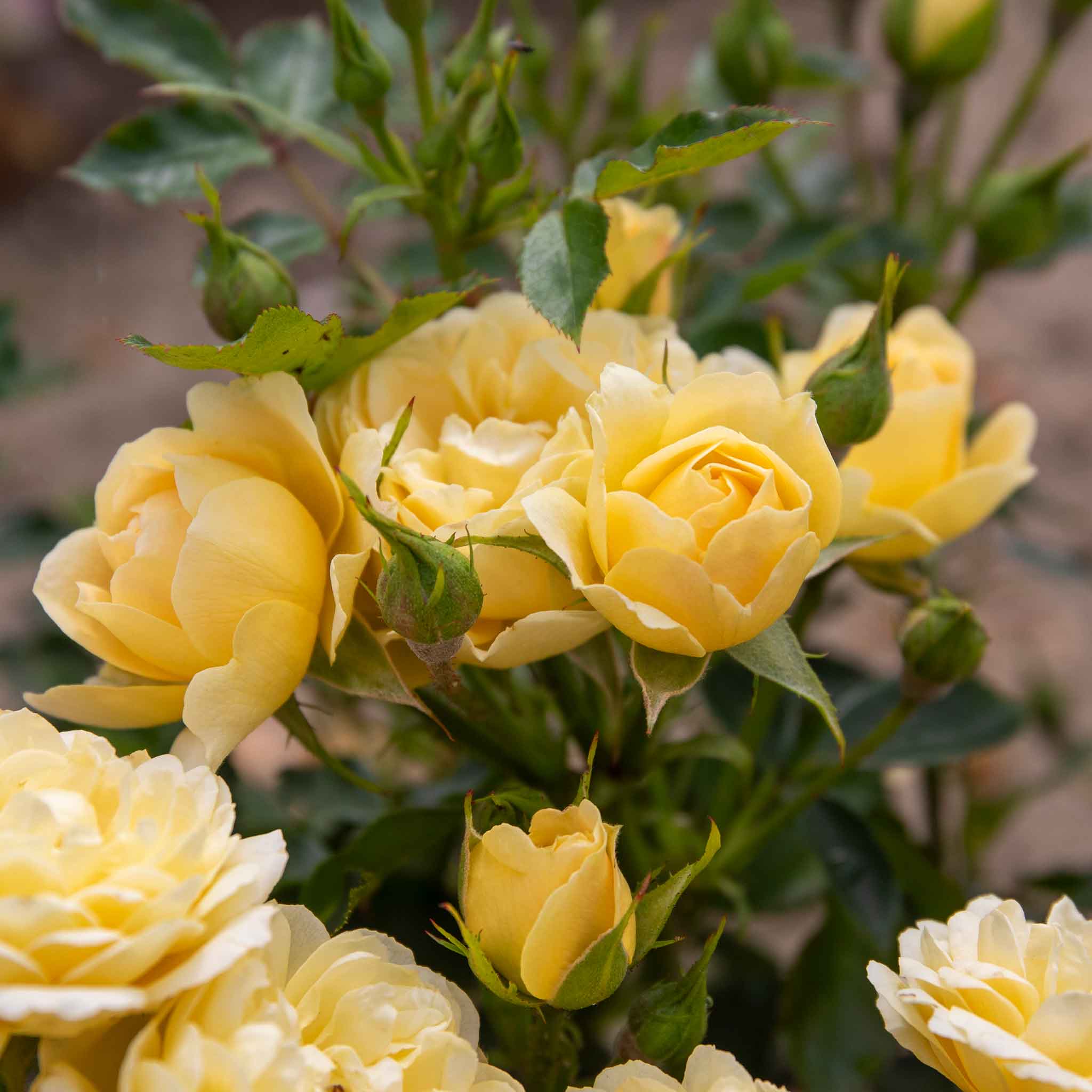 Rose ‘Sweet Memories’ (Patio Rose) - Image 6