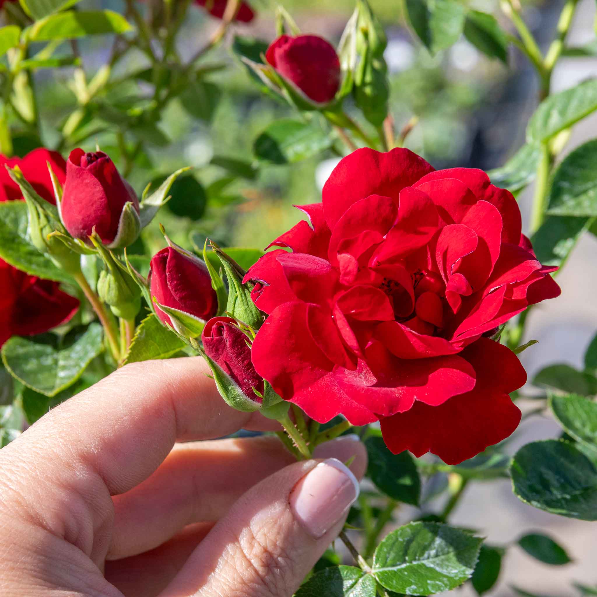 Rose 'Sweet Wishes' - Image 8