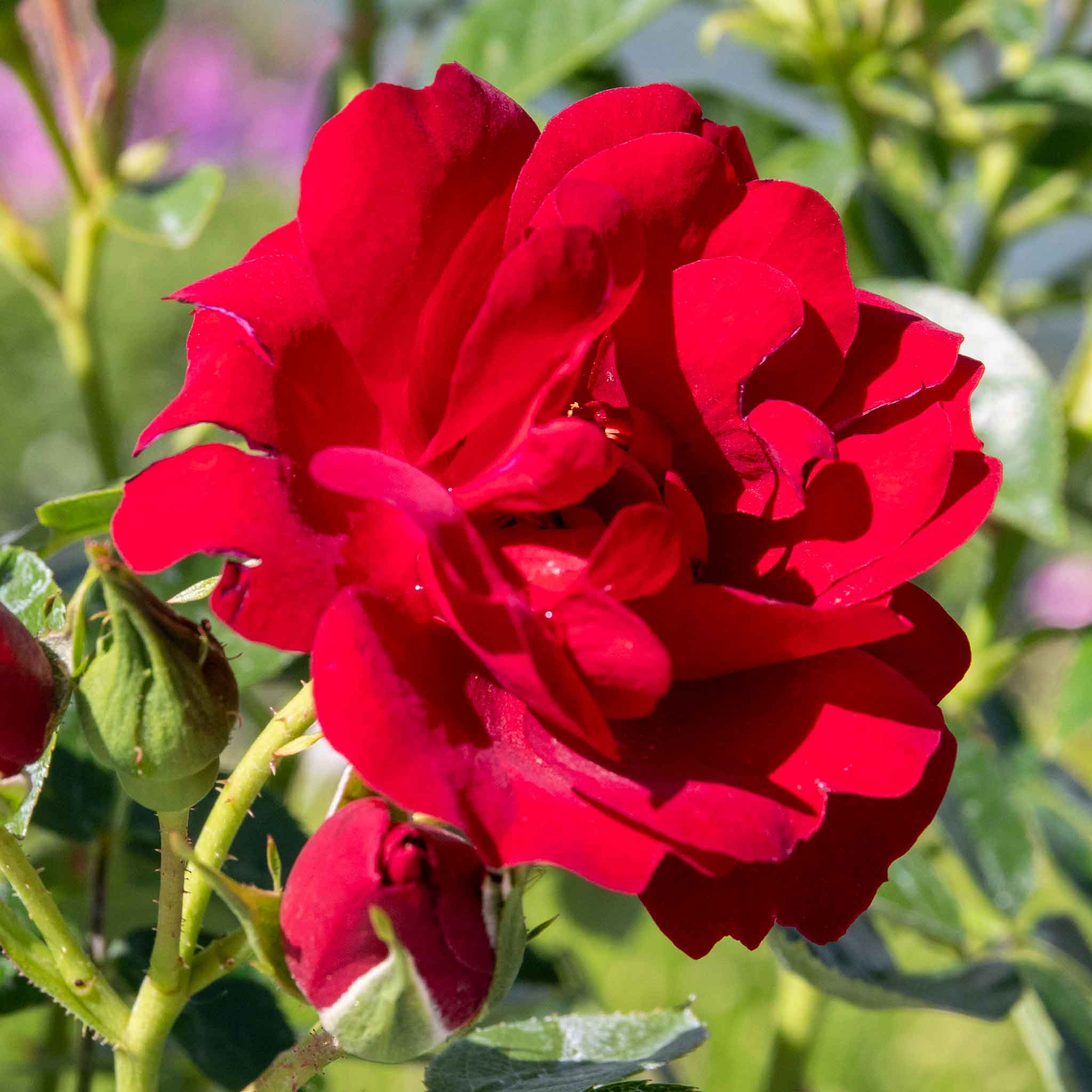 Rose 'Sweet Wishes' - Image 9
