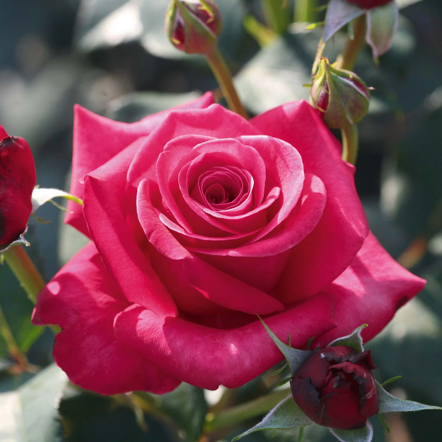 Rose Bush 'Timeless Charisma' - Image 2