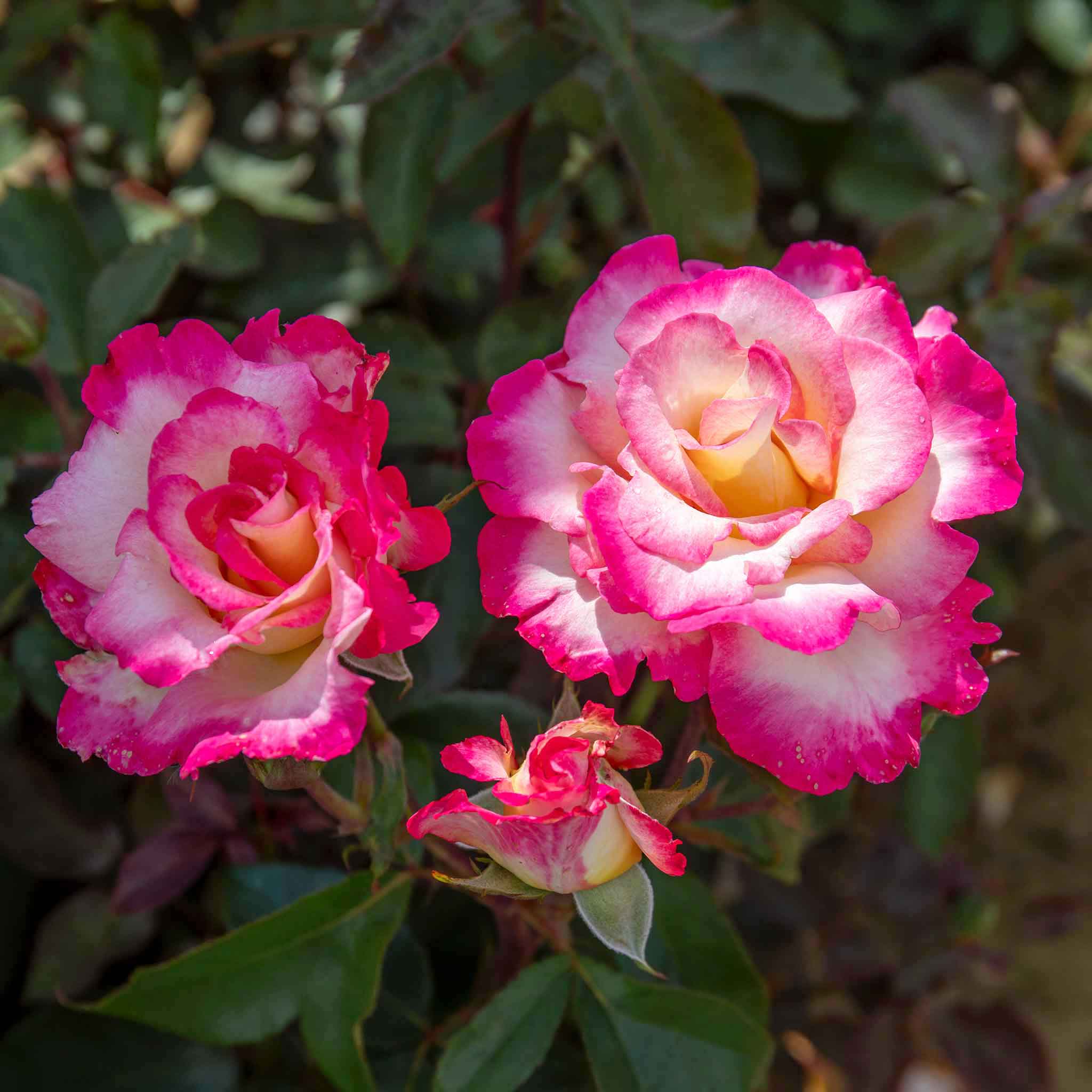 Rose ‘You’re My Everything’ ROTY 2025 (Hybrid Tea Rose) - Image 3