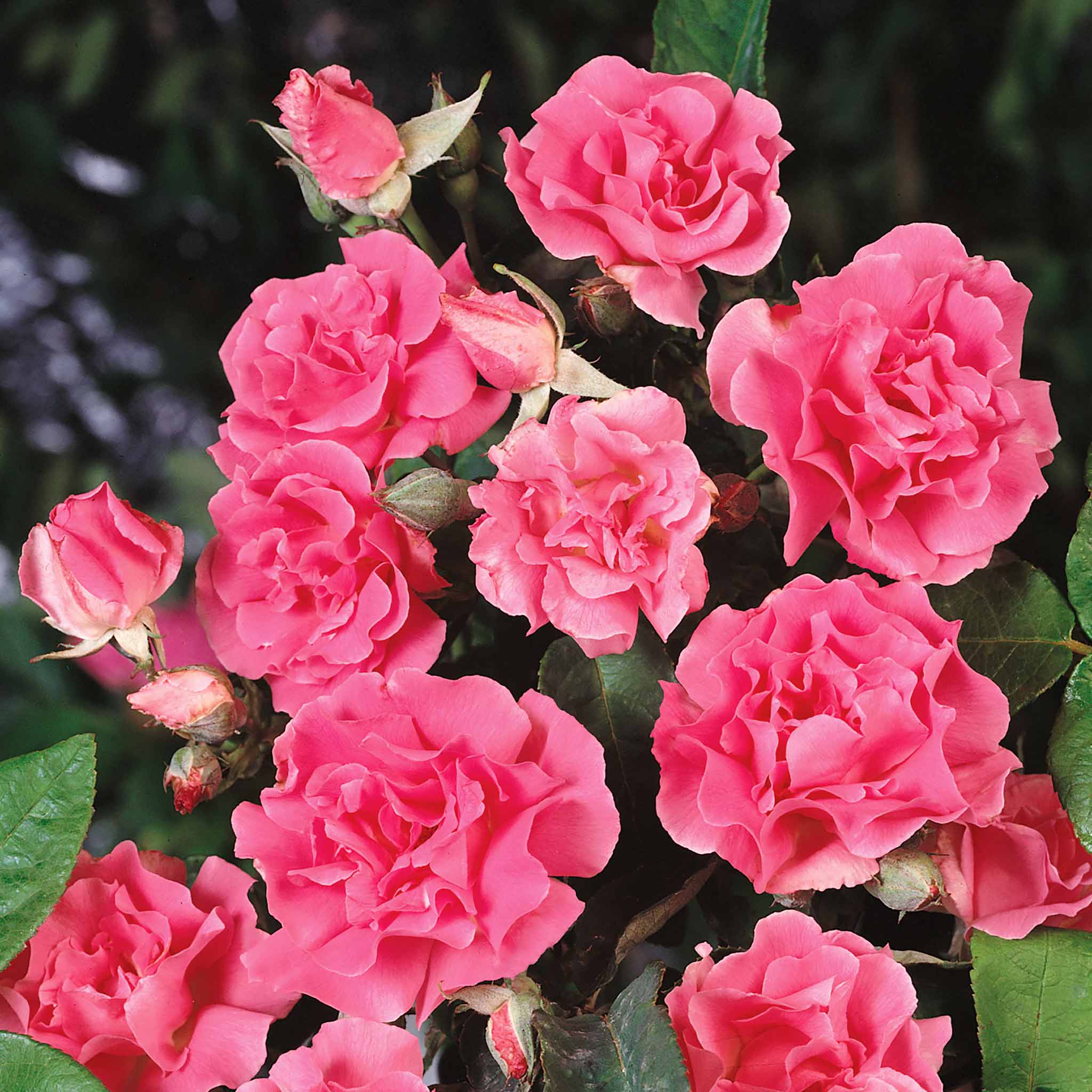 Rose ‘Zephrine Drouhin’ (Climbing Rose) - Image 4