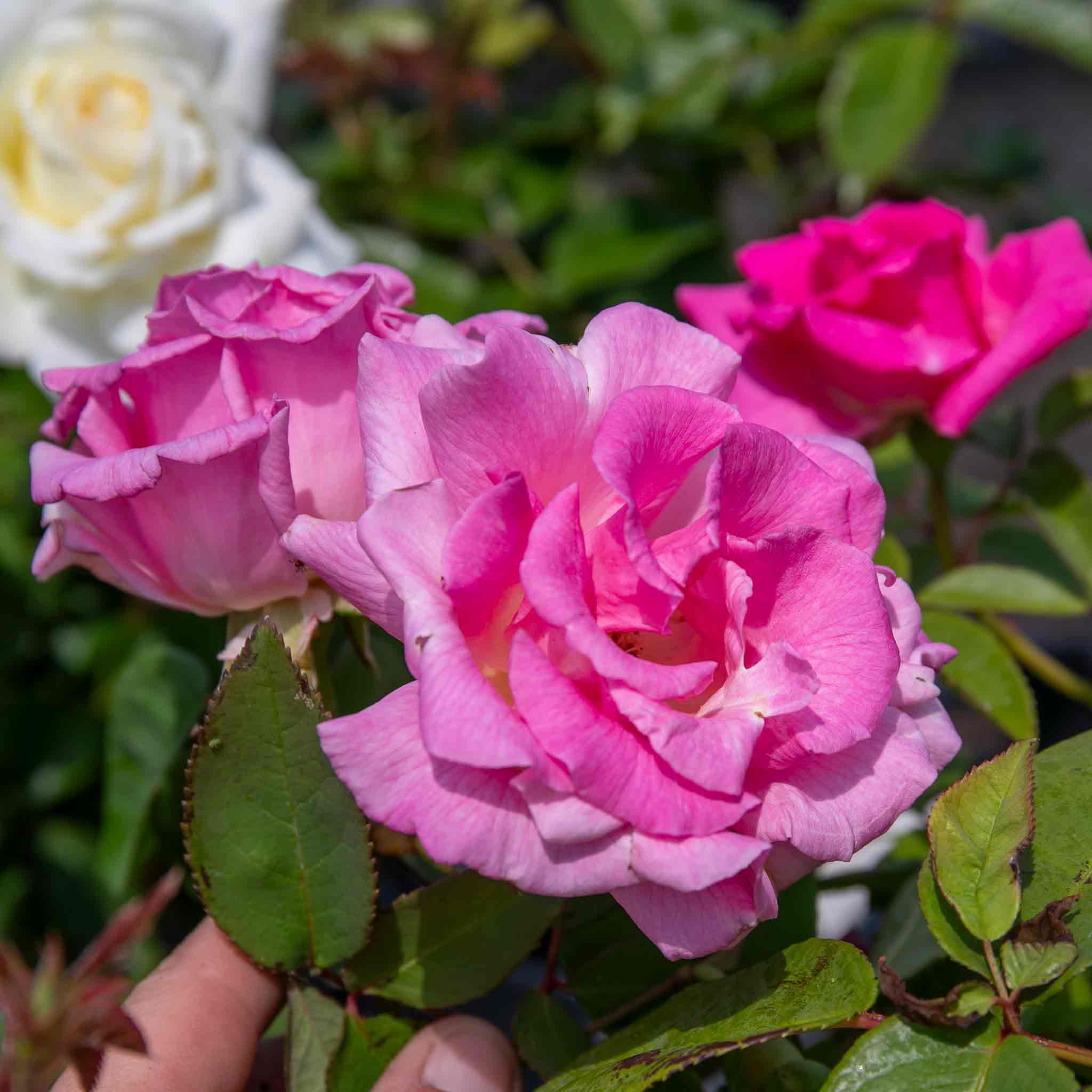 Rose ‘Zephrine Drouhin’ (Climbing Rose) - Image 6