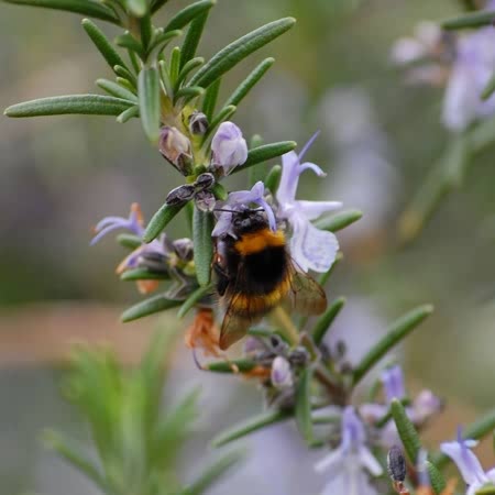 Rosemary Seeds - Image 2