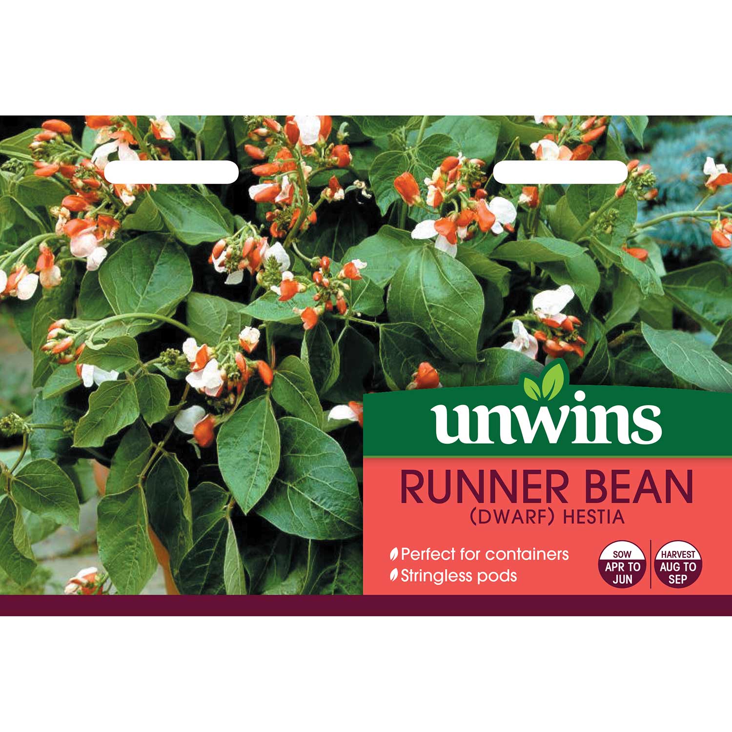 Runner Bean Dwarf Seeds 'Hestia' - Image 4