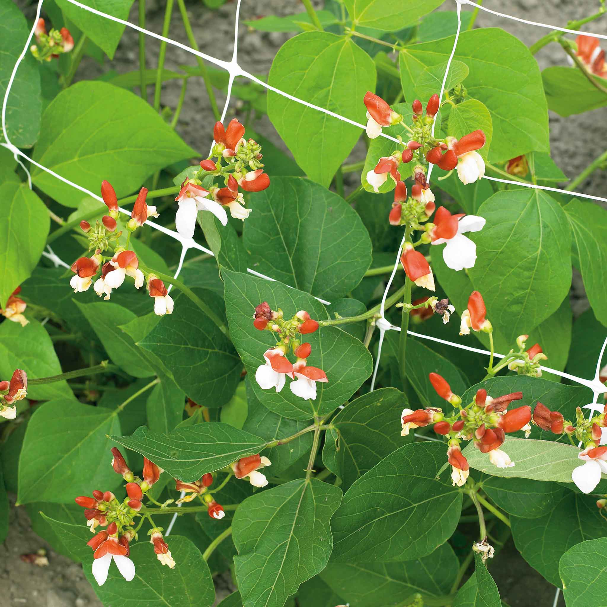 Runner Bean Dwarf Seeds 'Hestia' - Image 6