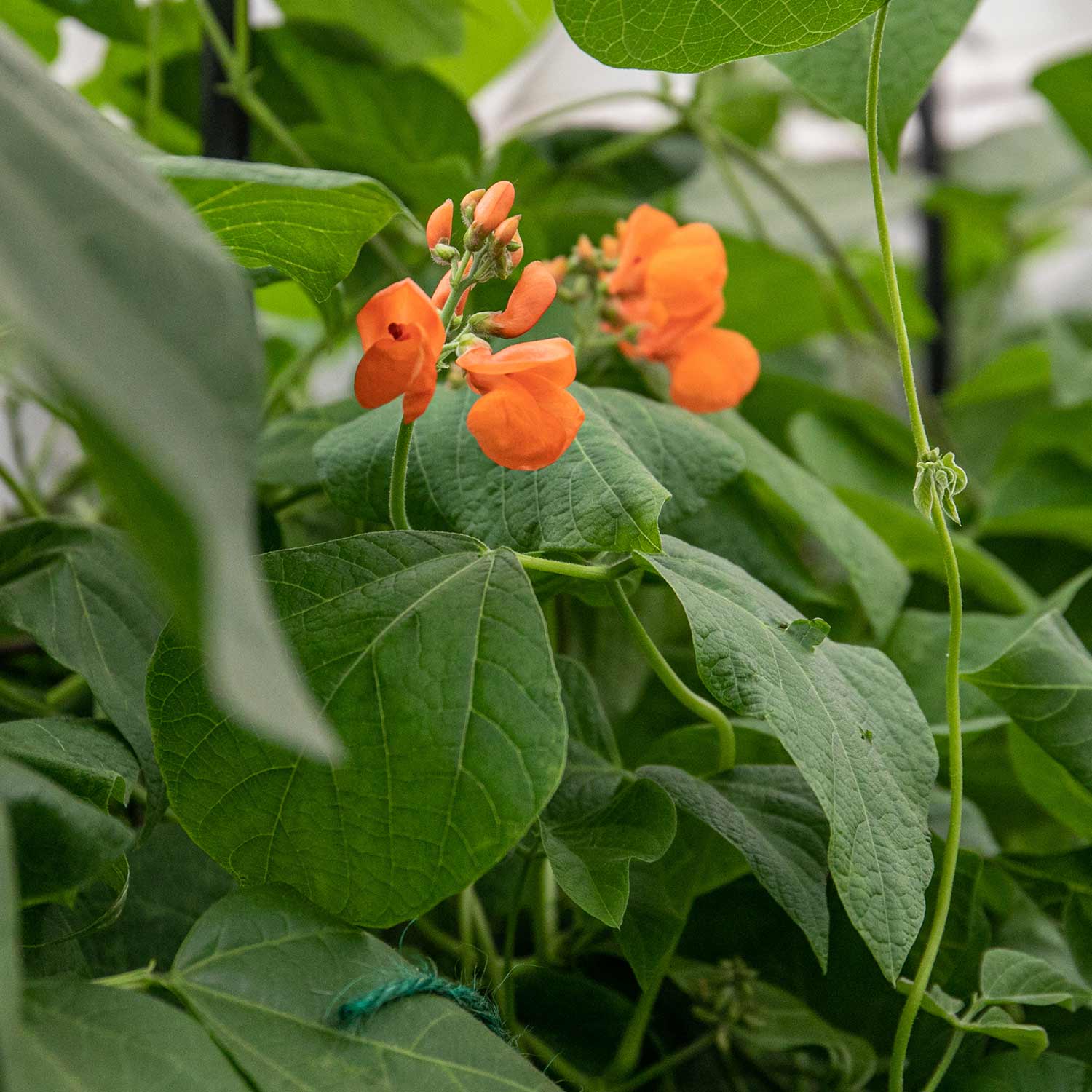 Runner Bean Seeds 'Enorma' - Image 4