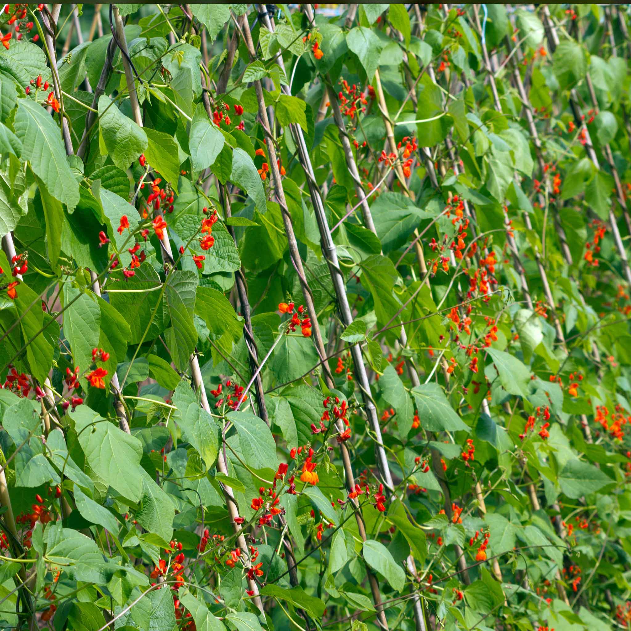 Runner Bean 'Firestorm' - Image 3