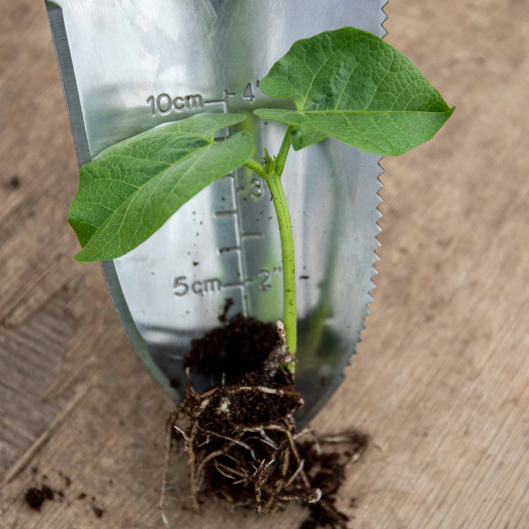 Runner Bean 'Firestorm' - Image 5