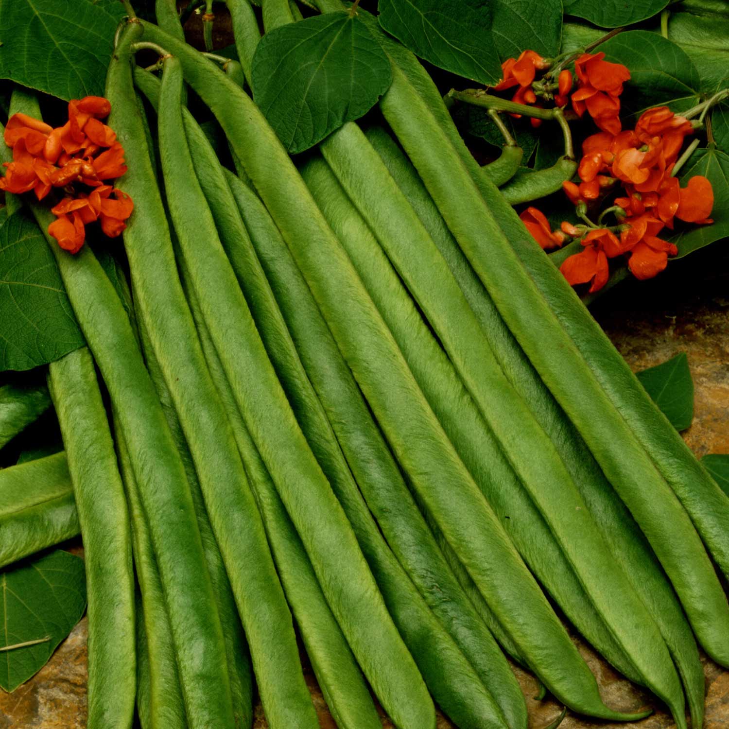 Runner Bean Seeds Organic 'Lady Di' - Image 3