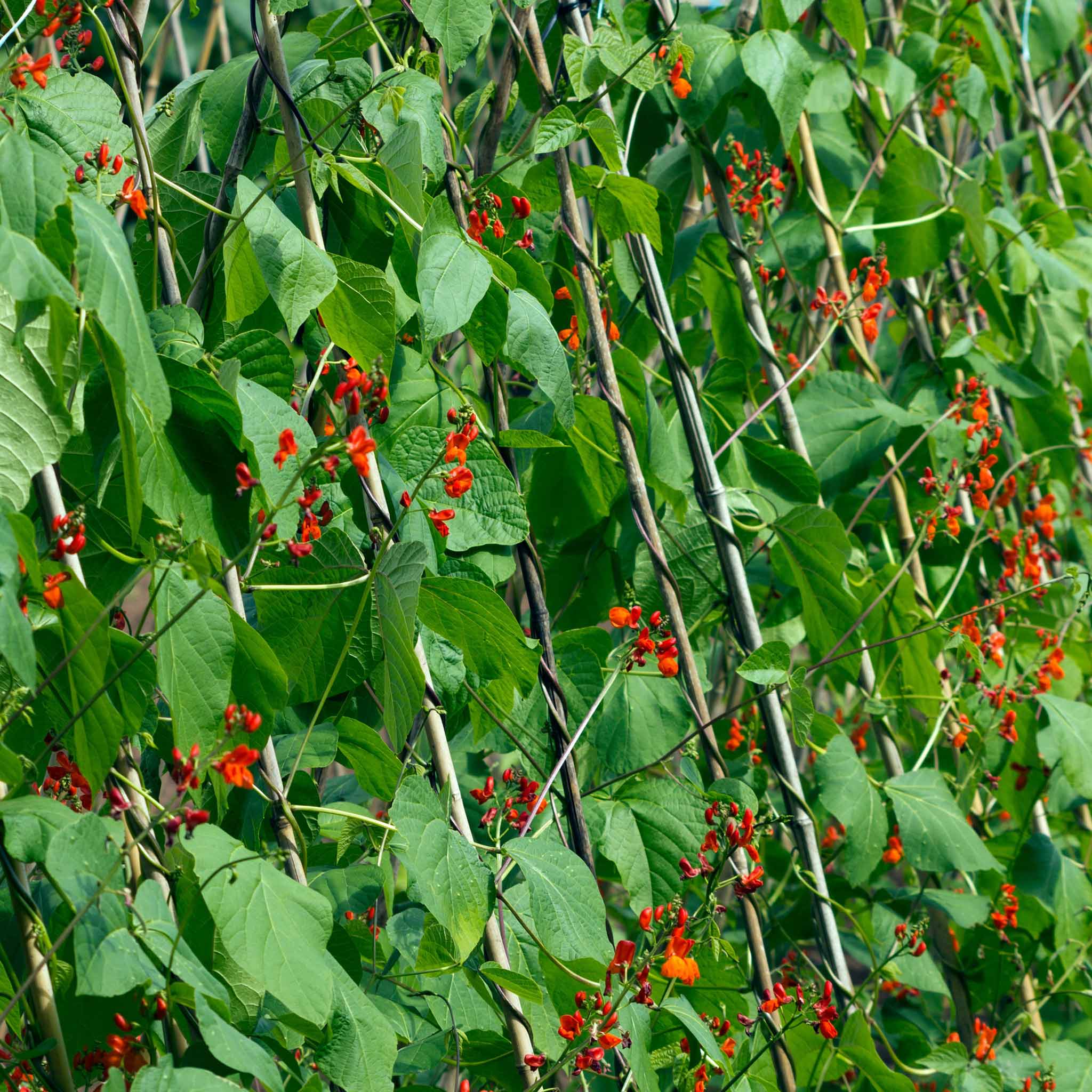 Runner Bean 'Bench Master' - Image 3