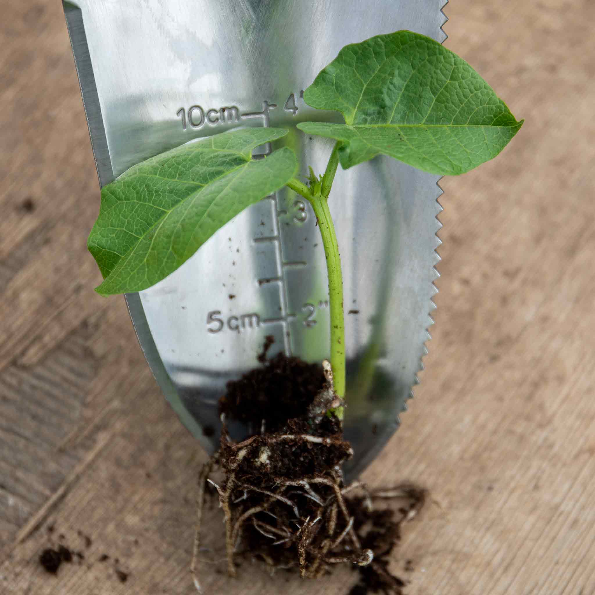 Runner Bean 'Bench Master' - Image 5