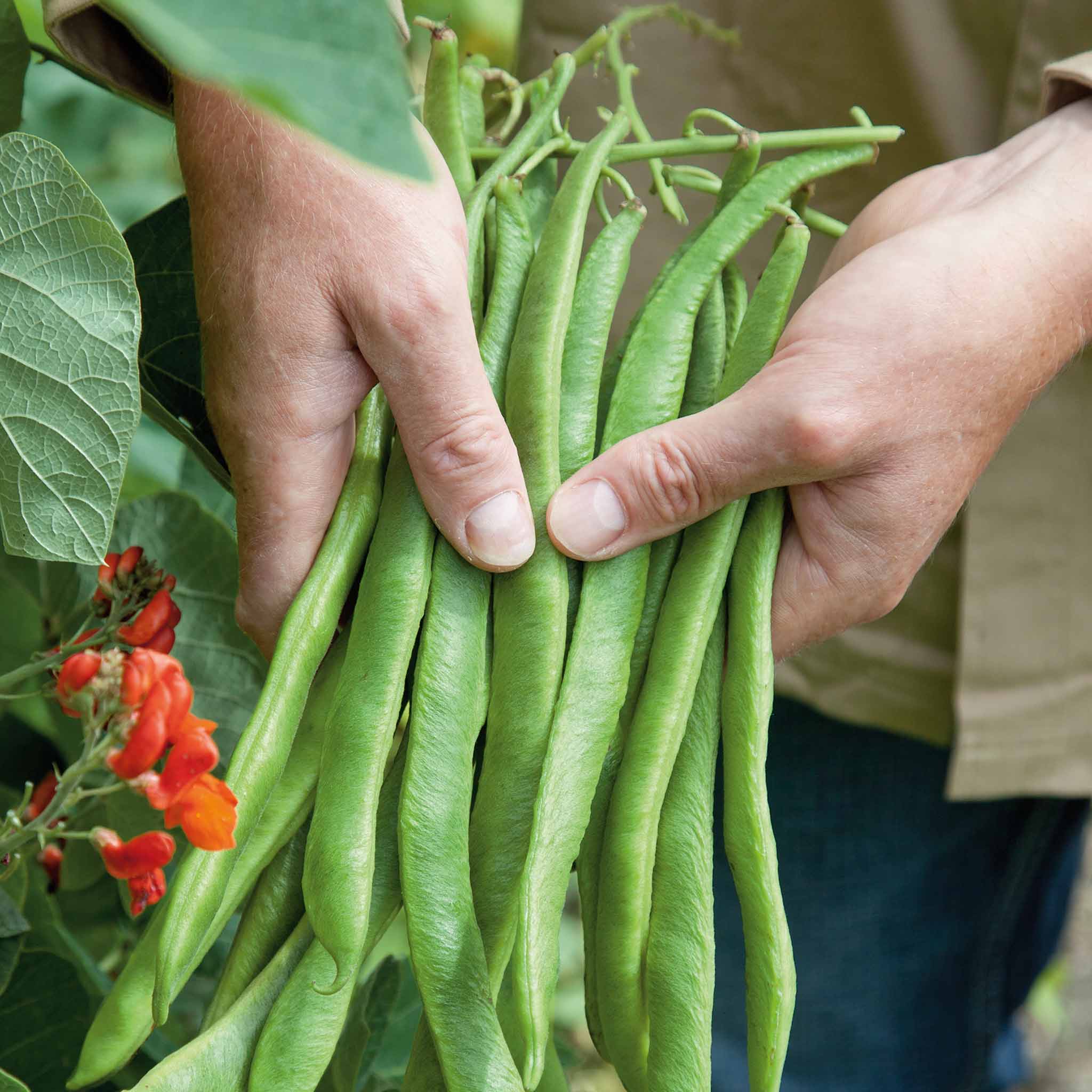 Runner Bean 'Firestorm' - Image 4