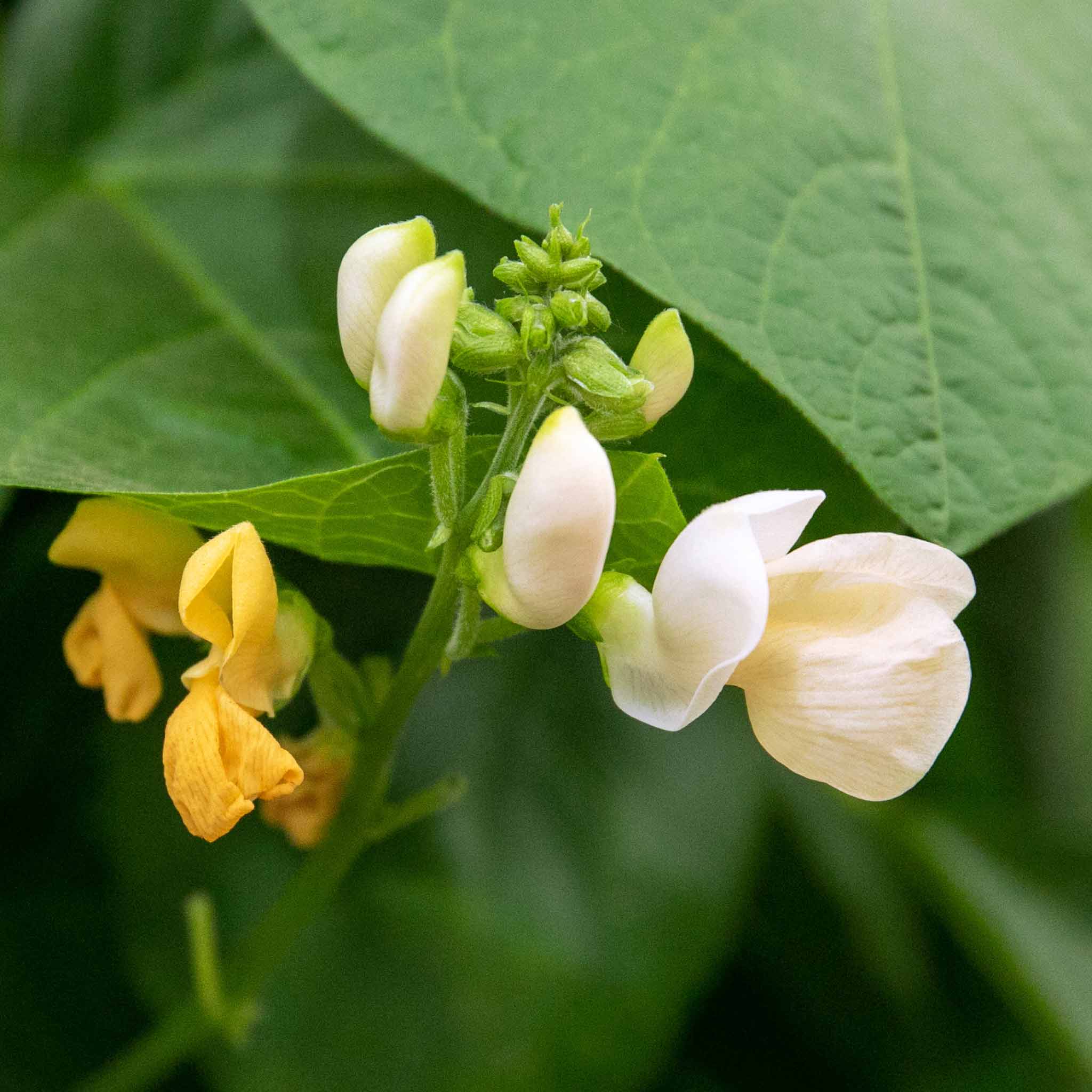 Runner Bean 'Firestorm' and 'Stardust' - Image 6