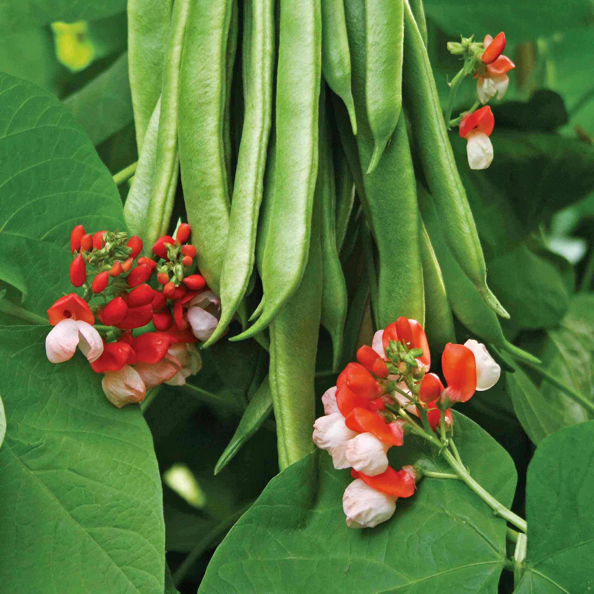 Runner Bean 'Tenderstar' - Image 3