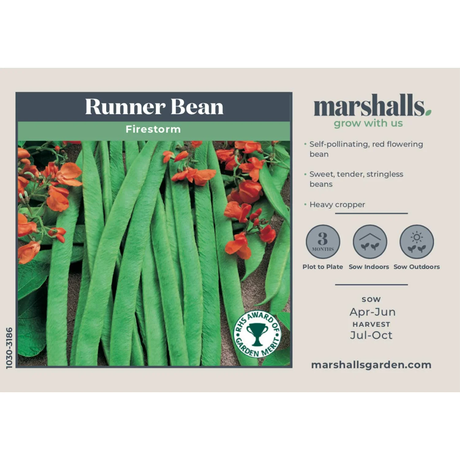 Runner Bean Seeds 'Firestorm' - Image 4