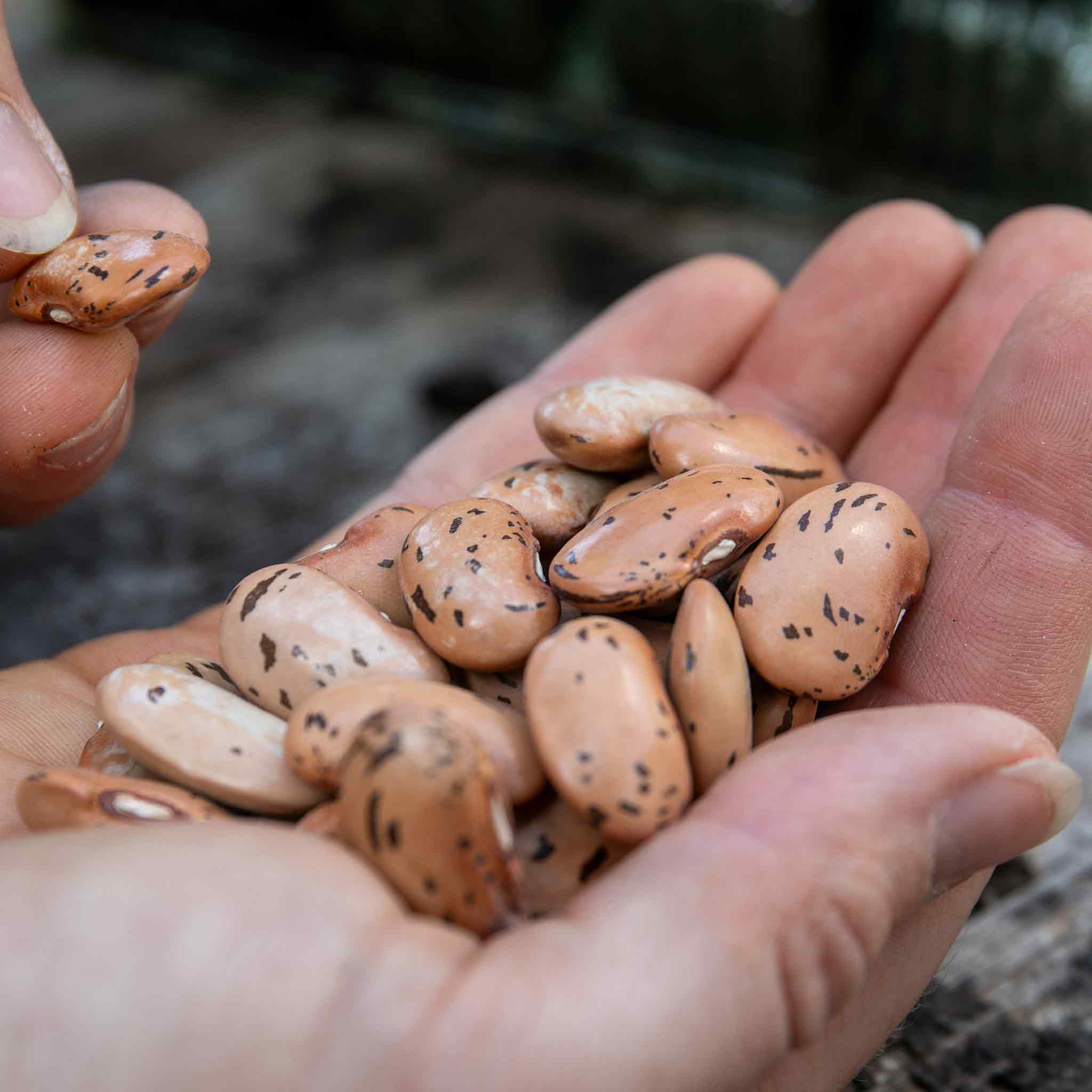Runner Bean Seeds 'Firestorm' & 'White Lady' Duo - Image 11