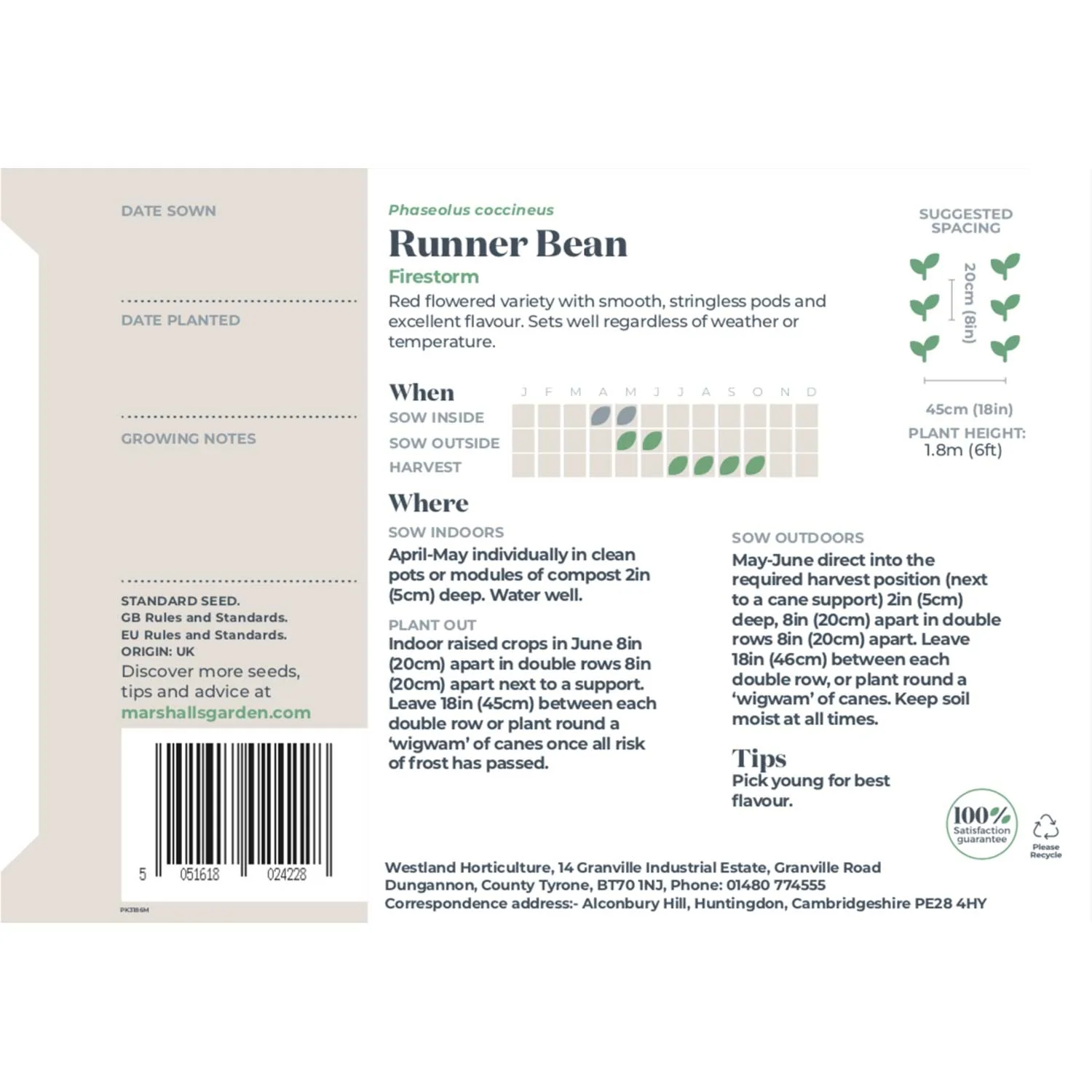 Runner Bean Seeds 'Firestorm' & 'White Lady' Duo - Image 6