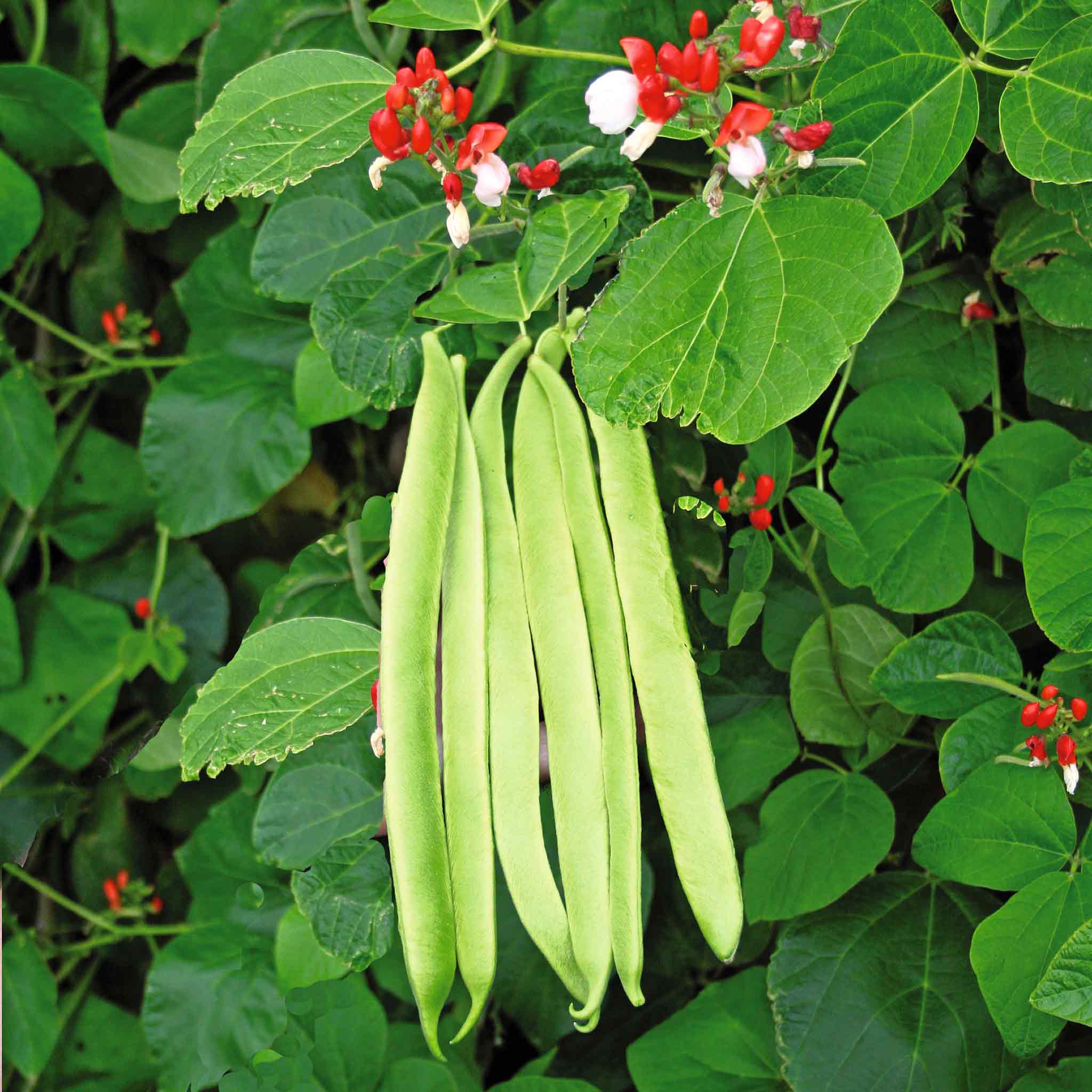 Runner Bean Seeds 'St George' - Image 3