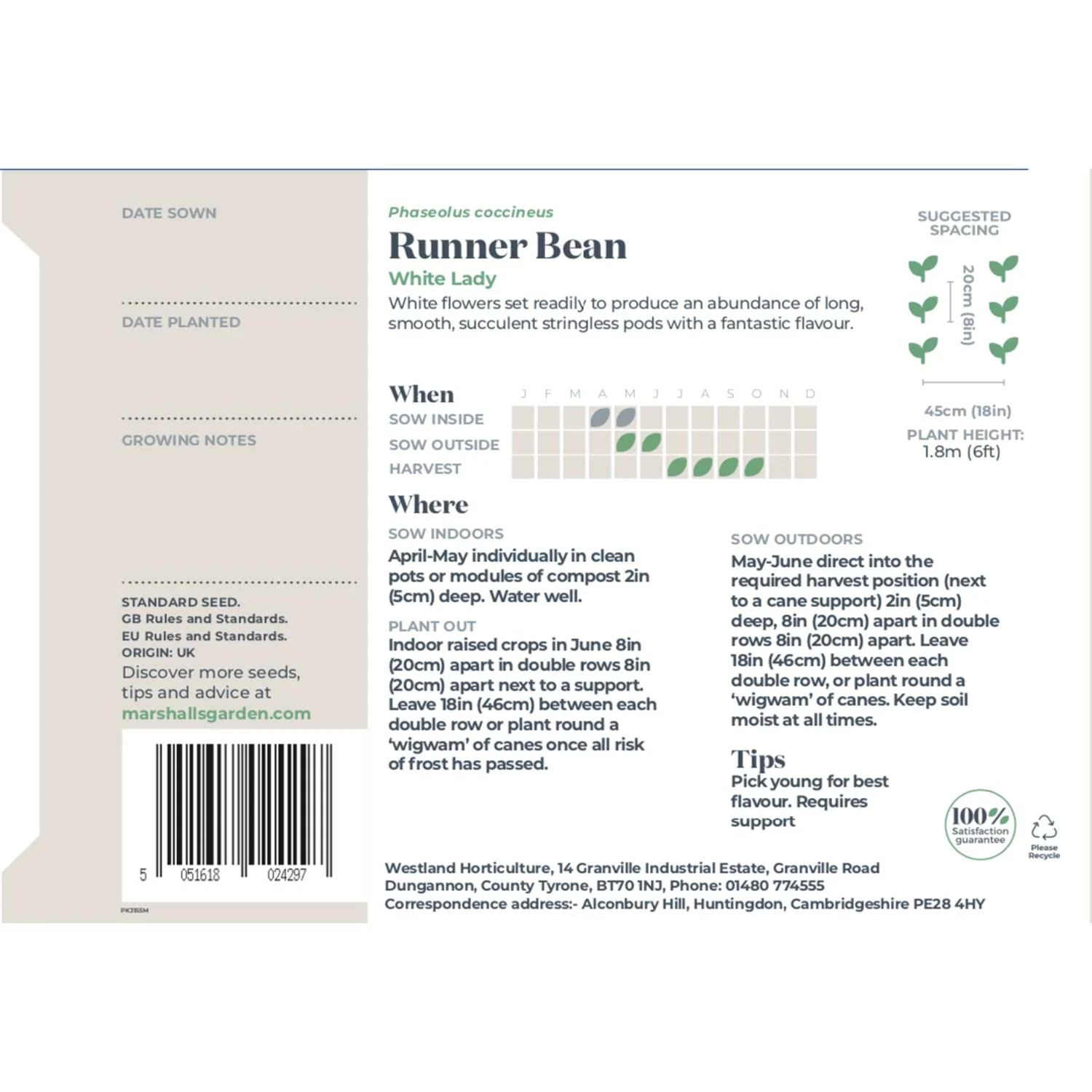 Runner Bean Seeds 'White Lady' - Image 5
