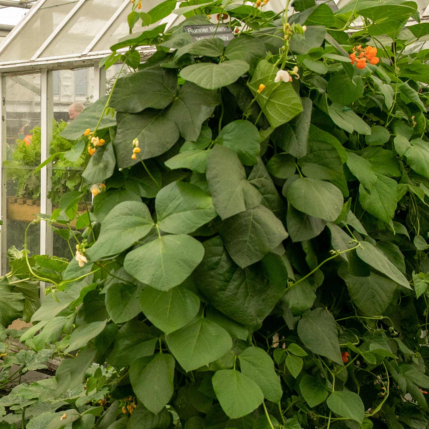 Runner Bean Seeds 'White Lady' - Image 7