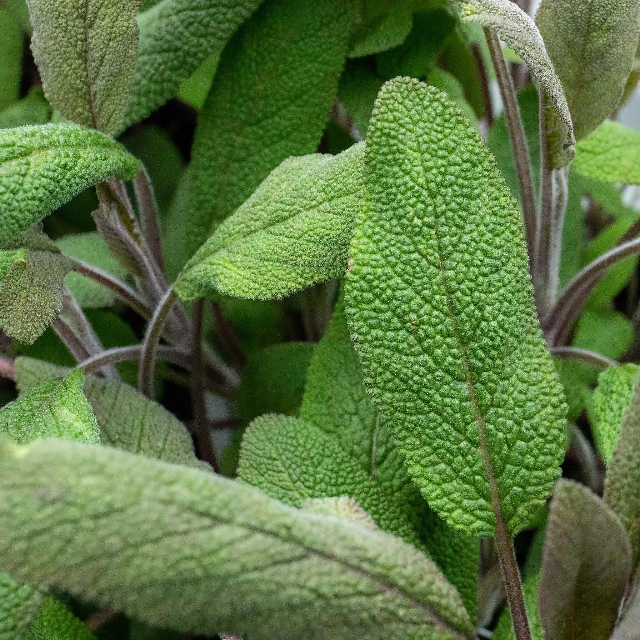 Sage Green - Image 3