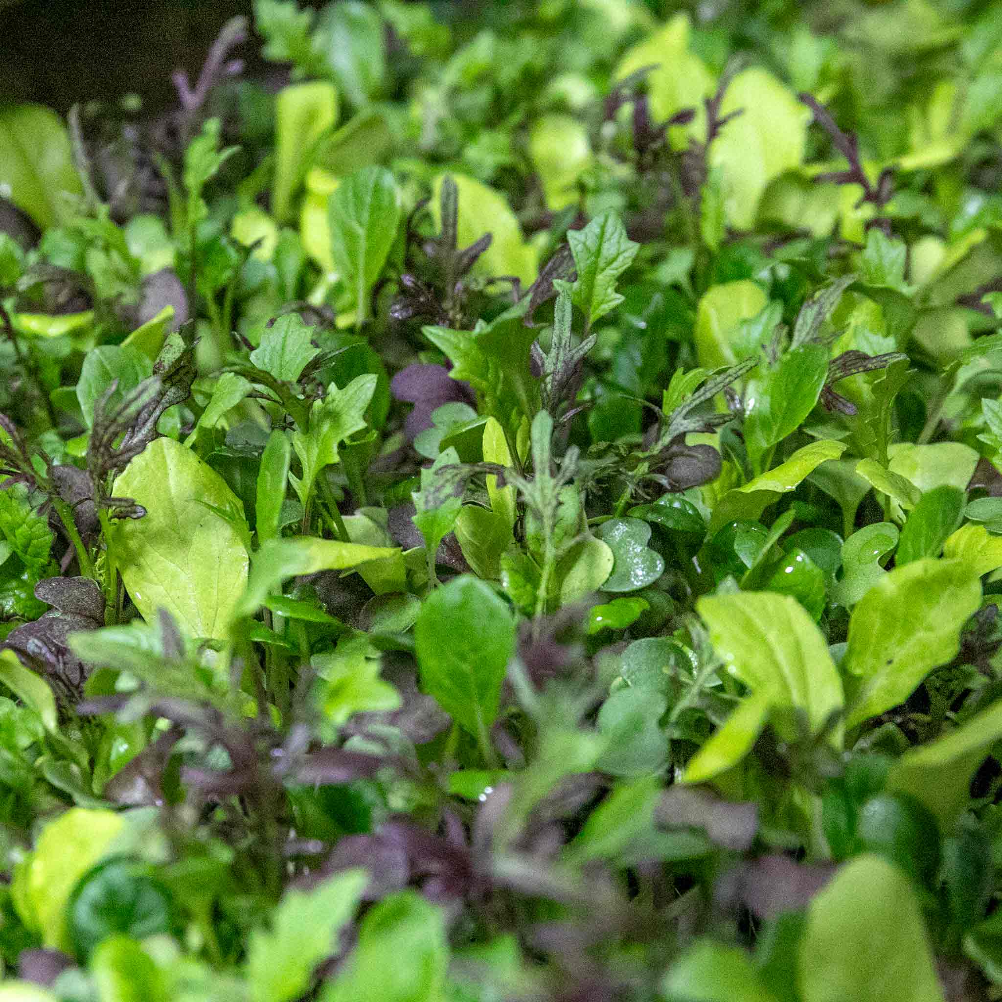 Salad Seeds 'Bright & Spicy' Mix - Image 7