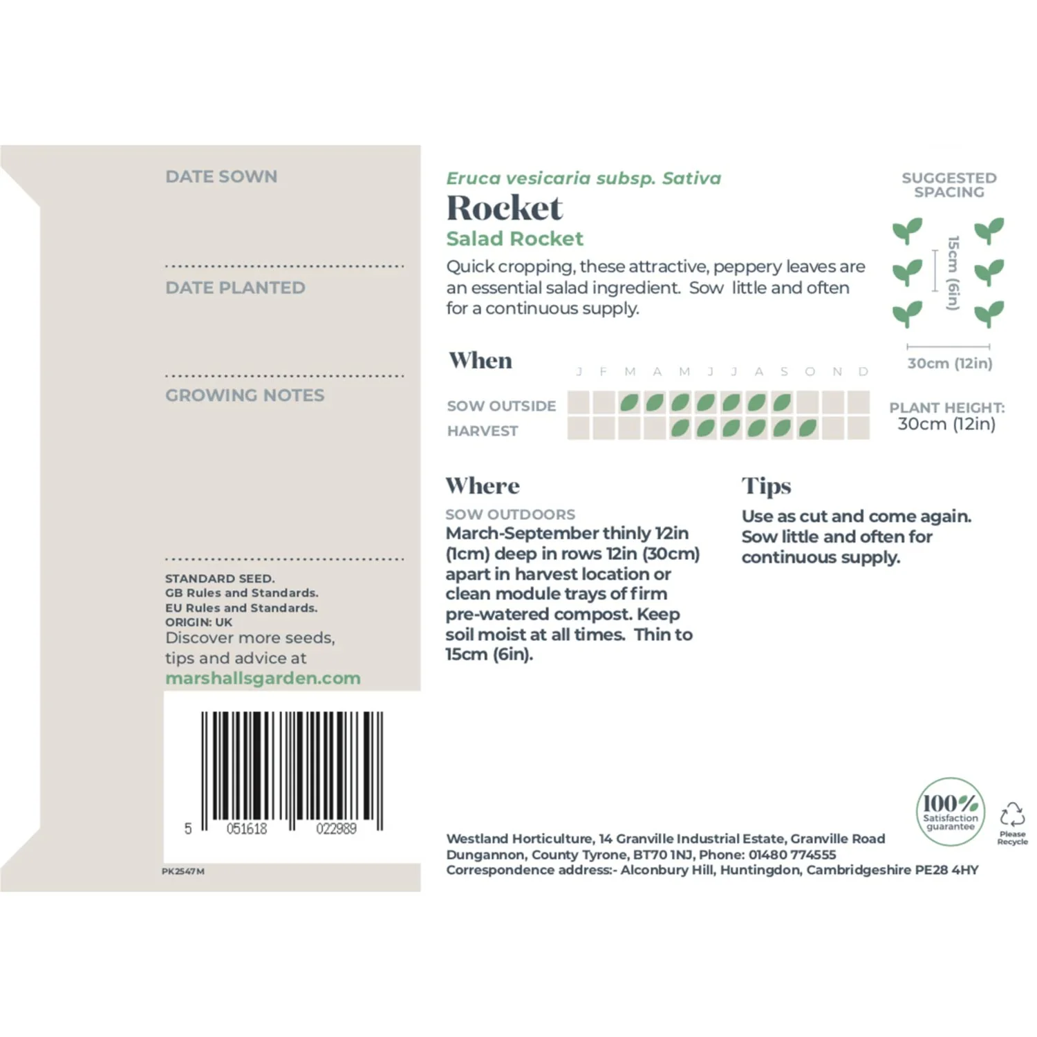 Rocket Salad Seeds - Image 3