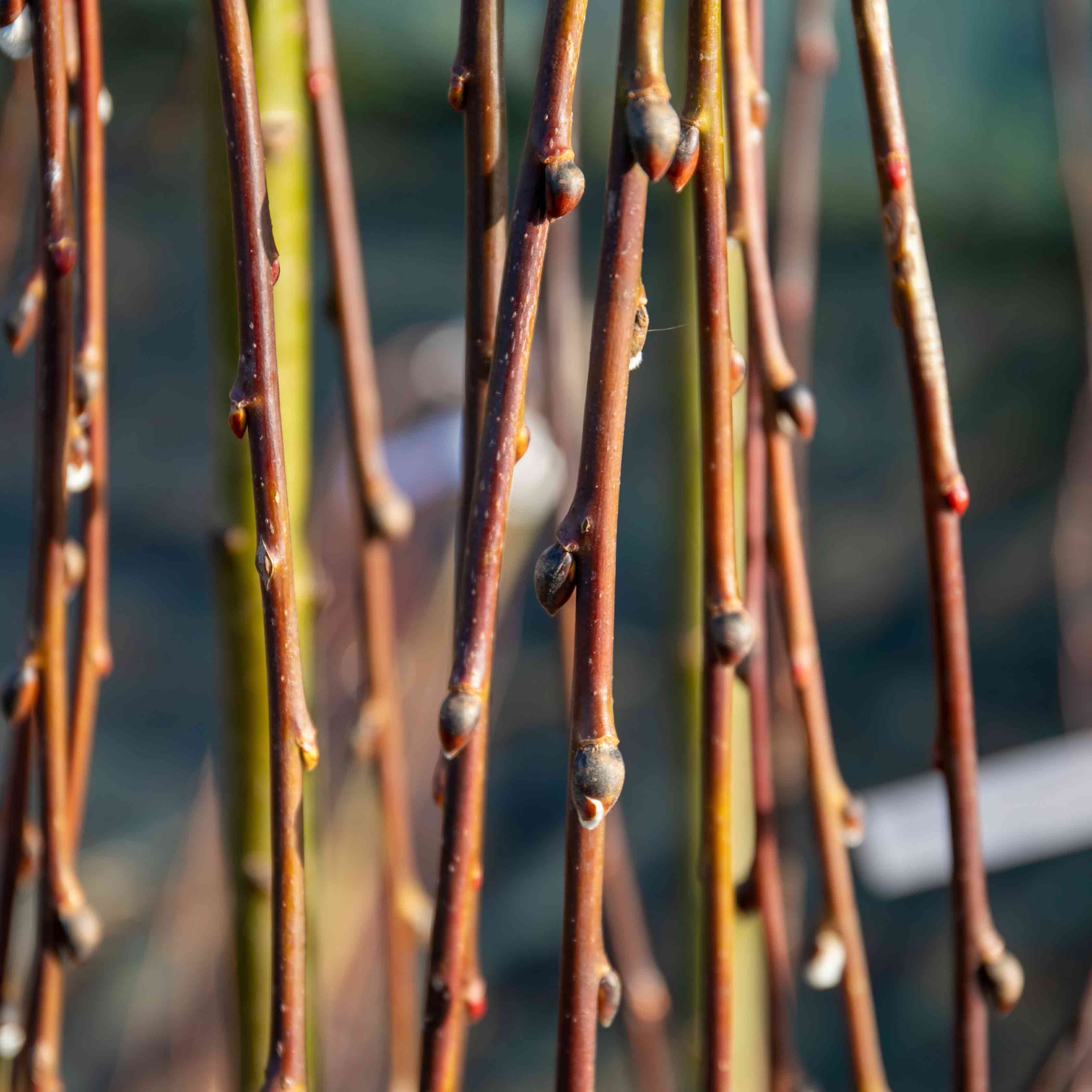 Weeping Willow Tree - Image 3