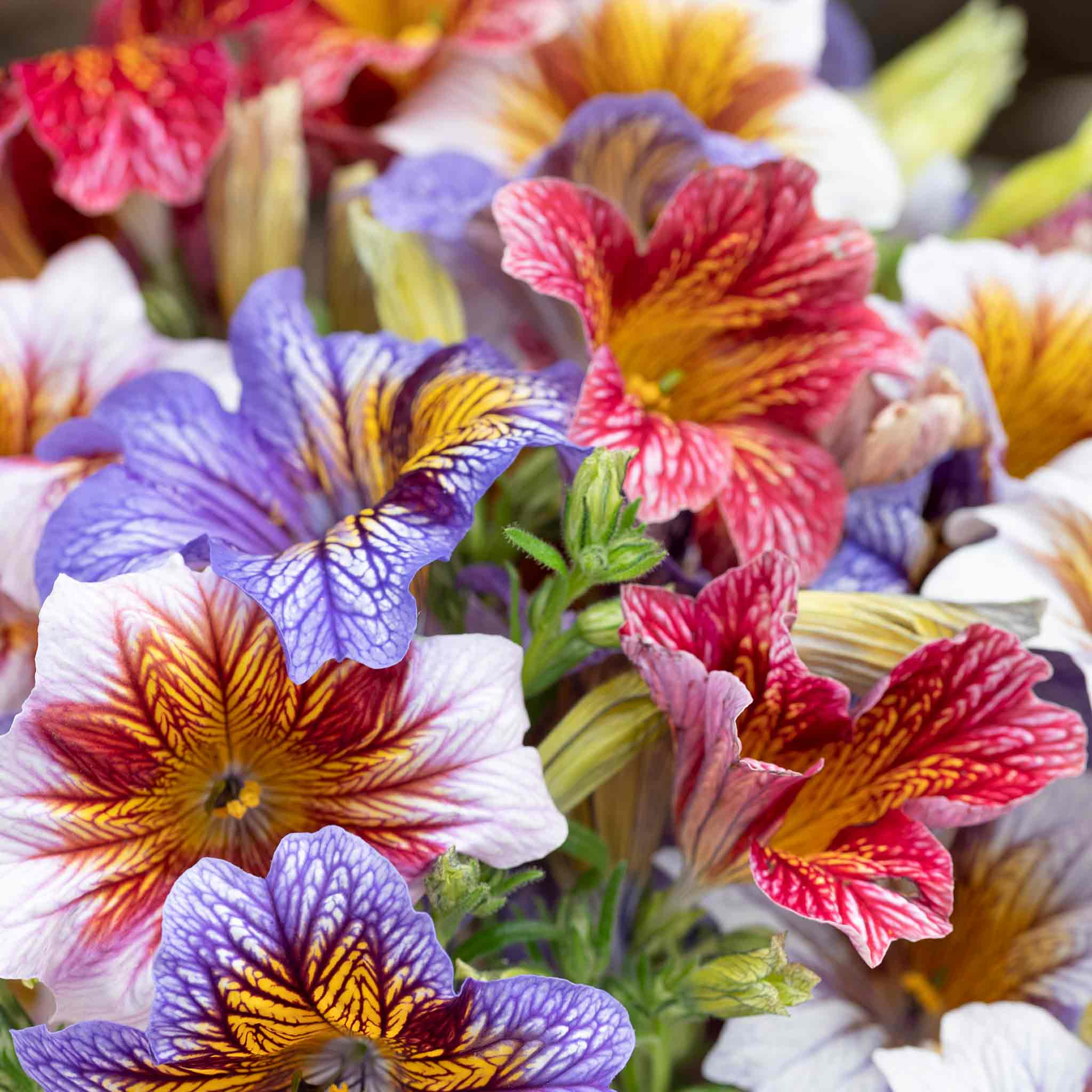 Salpiglossis Sinuata Seeds 'Tora Staring Eyes' - Image 3