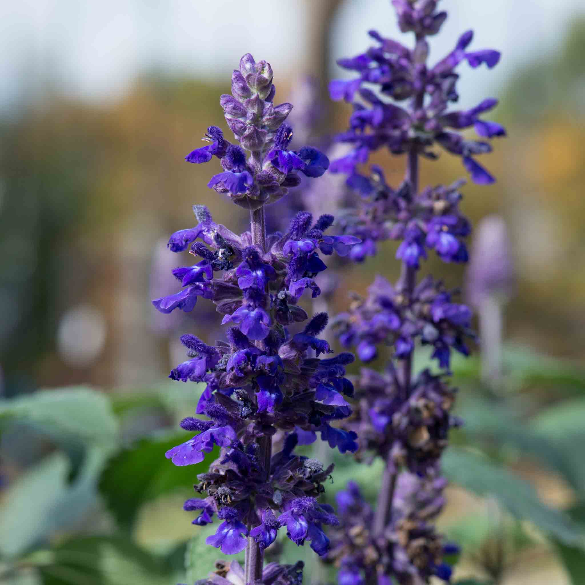 Salvia 'Big Blue' - Image 2
