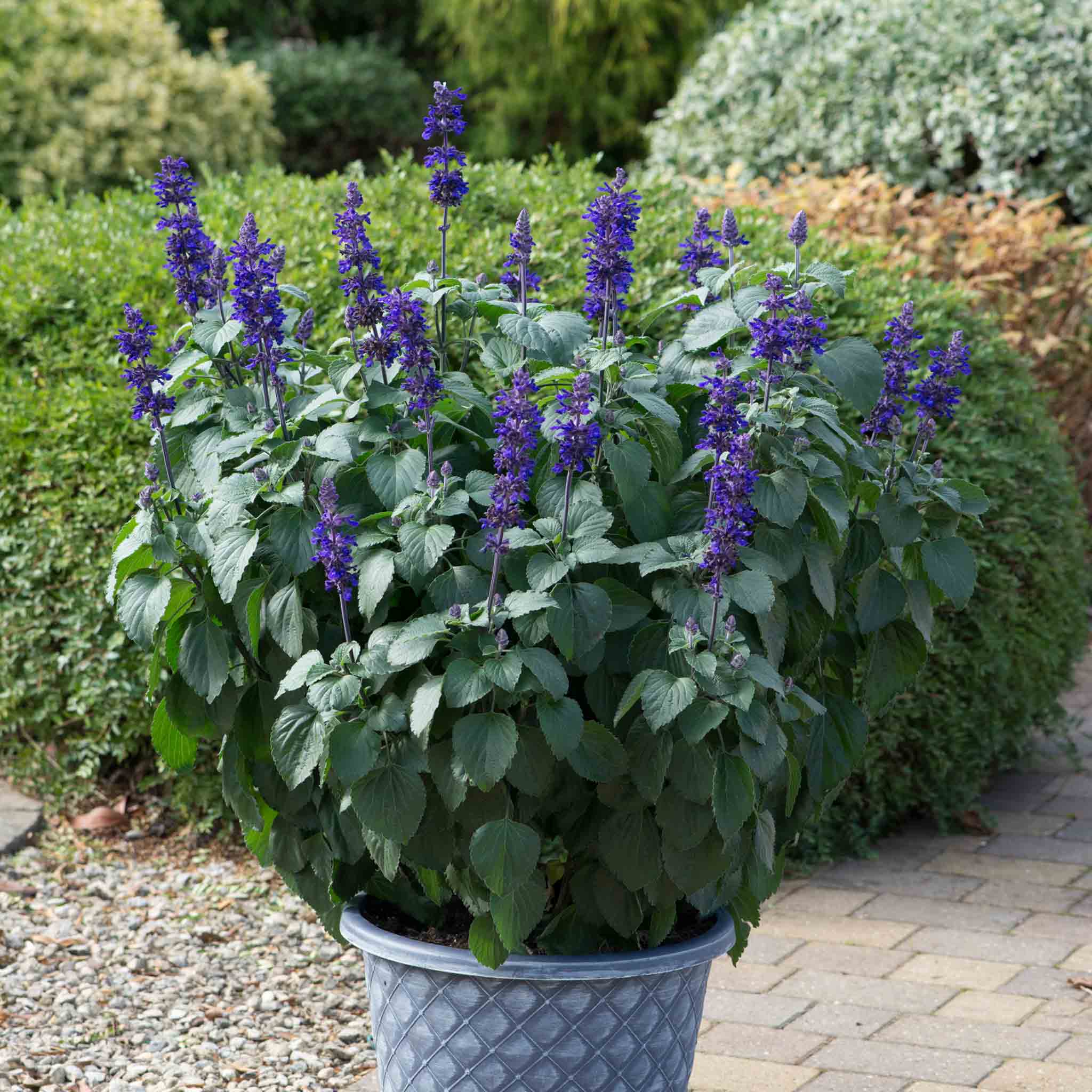 Salvia 'Big Blue' - Image 3