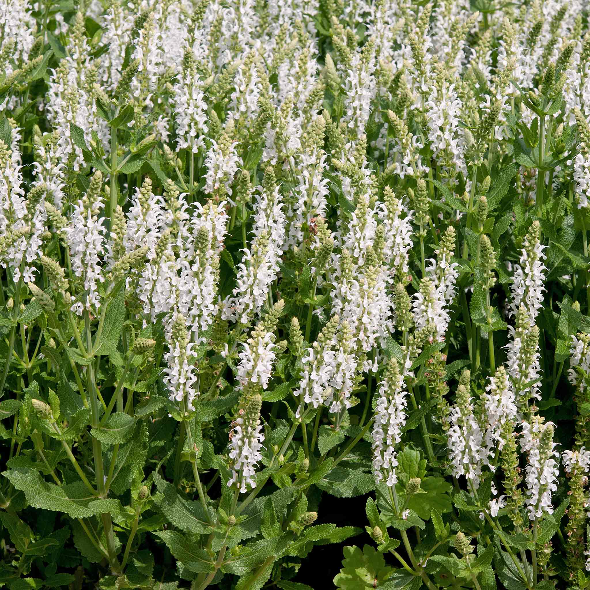 Salvia 'Lyrical White' - Image 3