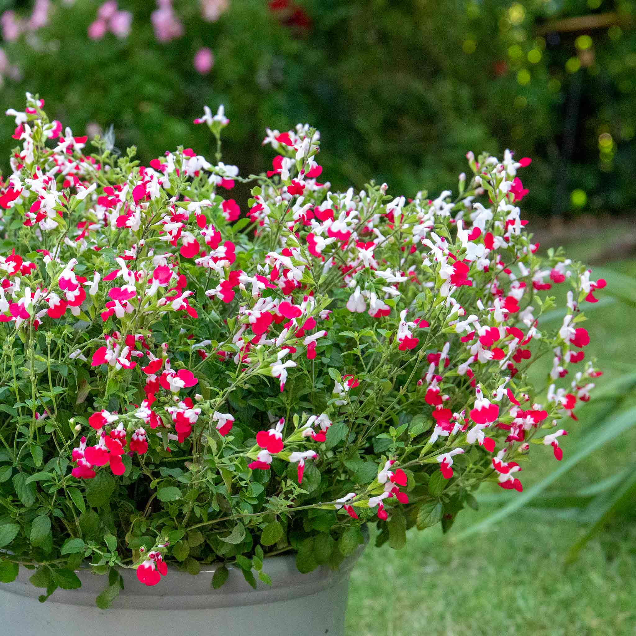 Salvia 'Hot Lips' - Image 10