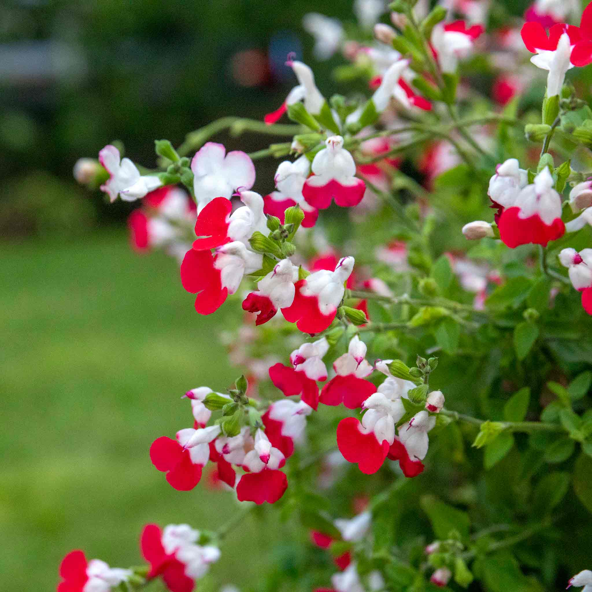 Salvia 'Hot Lips' - Image 4