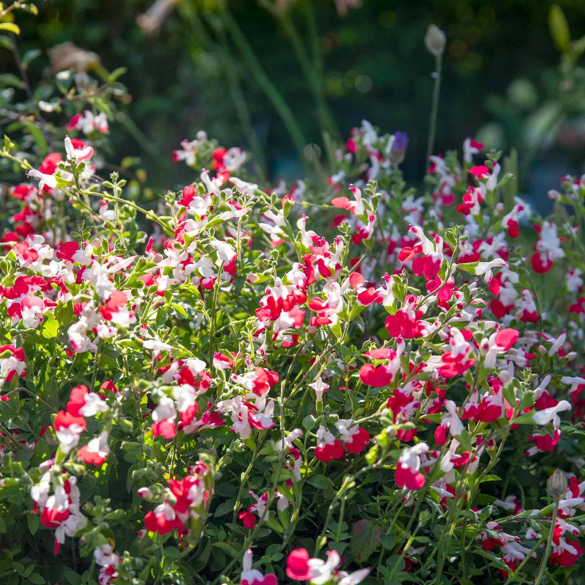 Salvia 'Little Kiss' - Image 4