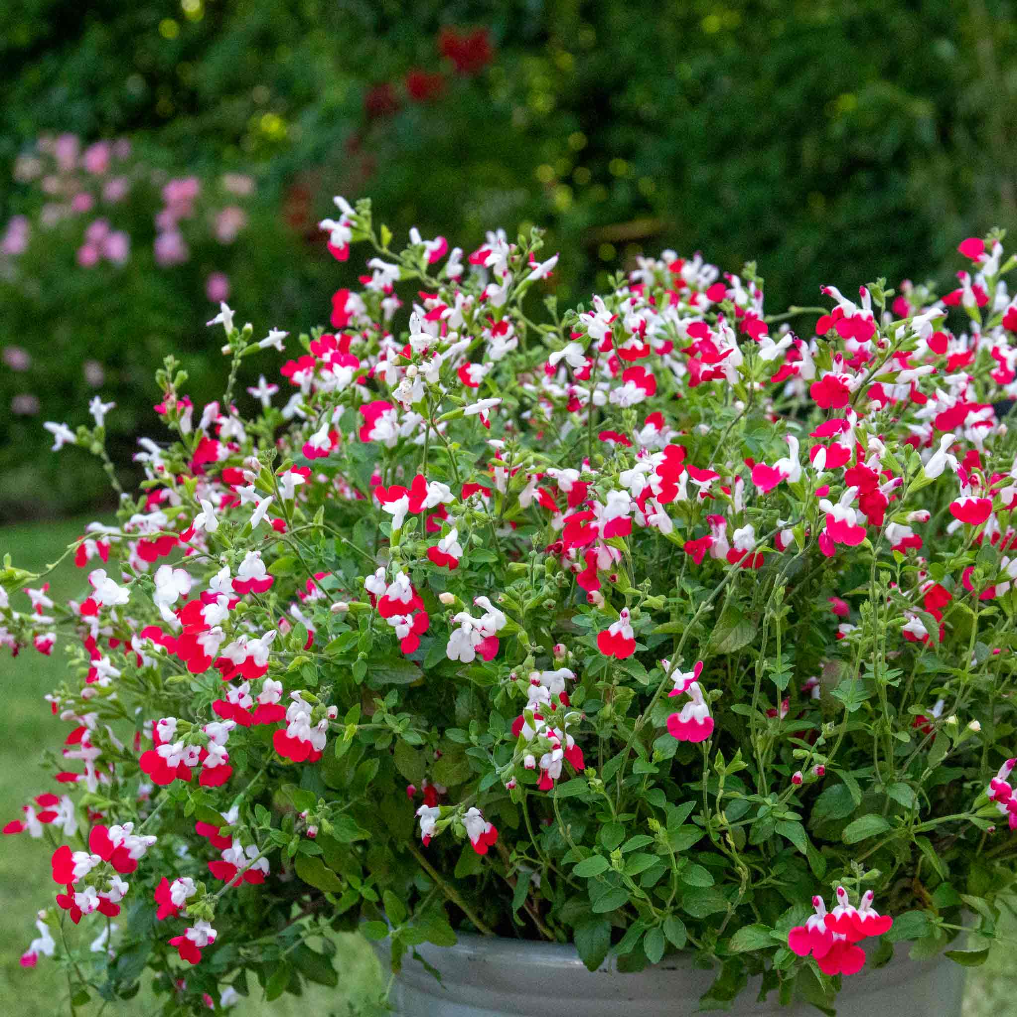 Salvia 'Little Kiss' - Image 6